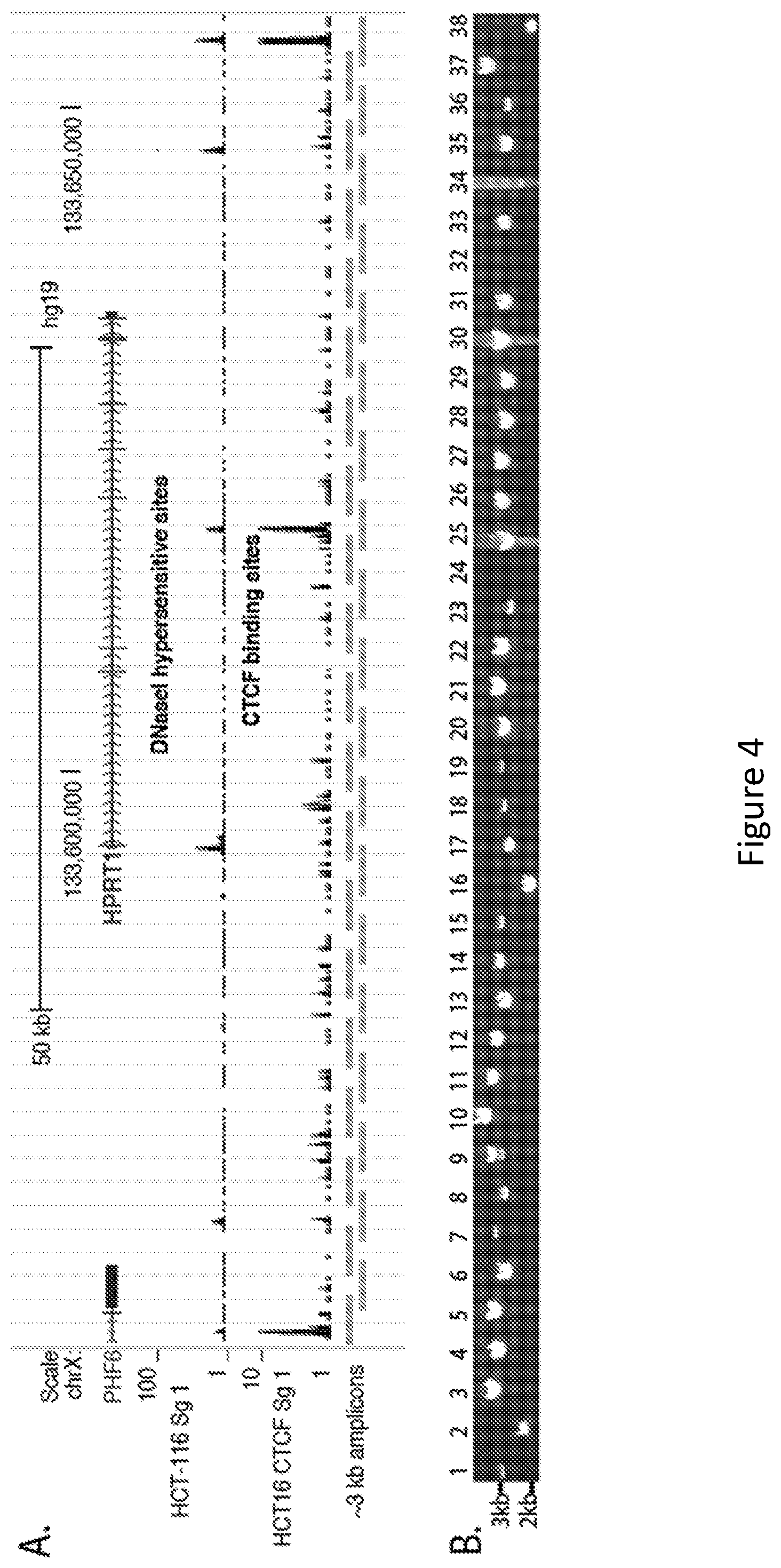 Patent US11814644 Figure 6 – Extrachromosomal switching auxotrophies progressively by integration (eSwAP-In) for assembly of DNA sequences in yeast