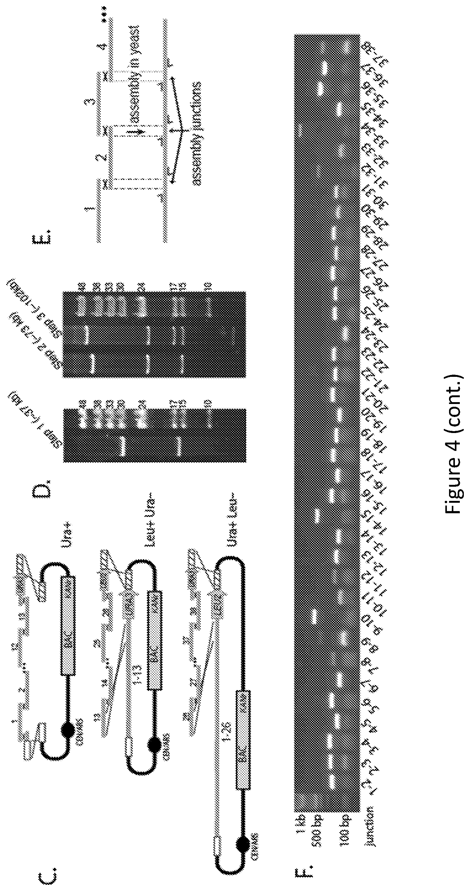 Patent US11814644 Figure 7 – Extrachromosomal switching auxotrophies progressively by integration (eSwAP-In) for assembly of DNA sequences in yeast