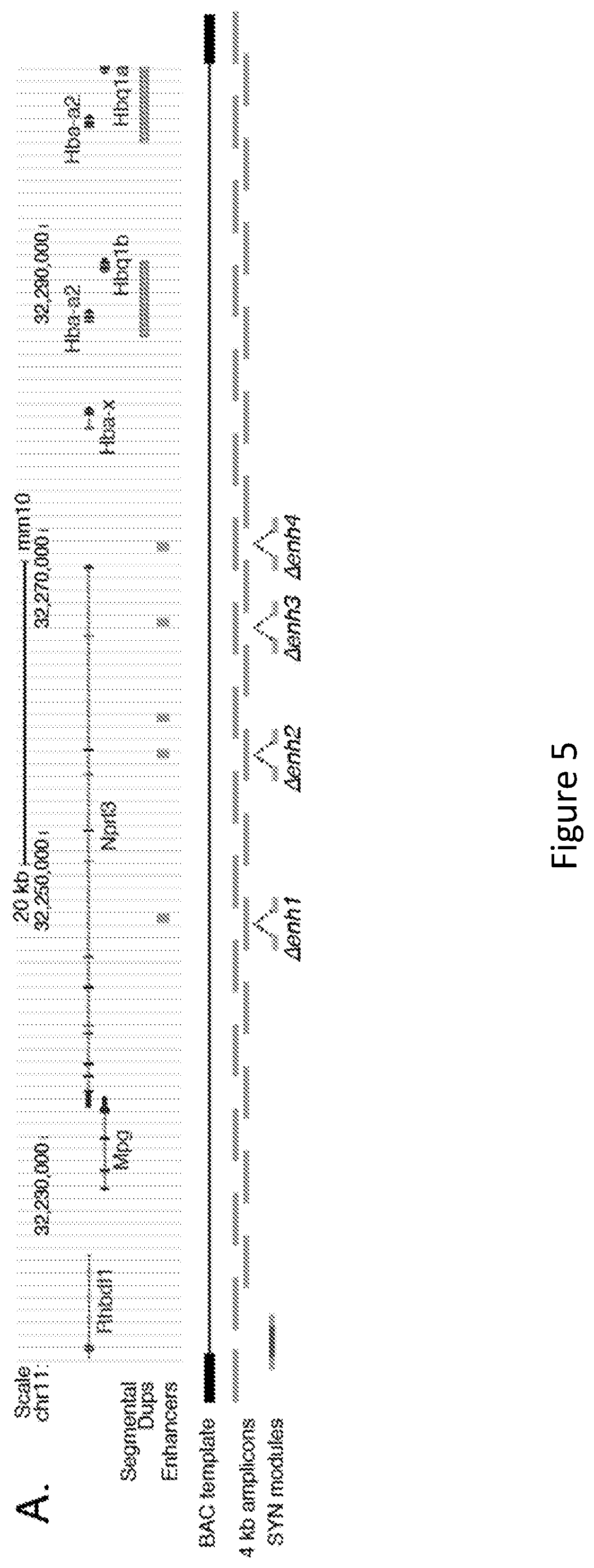 Patent US11814644 Figure 8 – Extrachromosomal switching auxotrophies progressively by integration (eSwAP-In) for assembly of DNA sequences in yeast