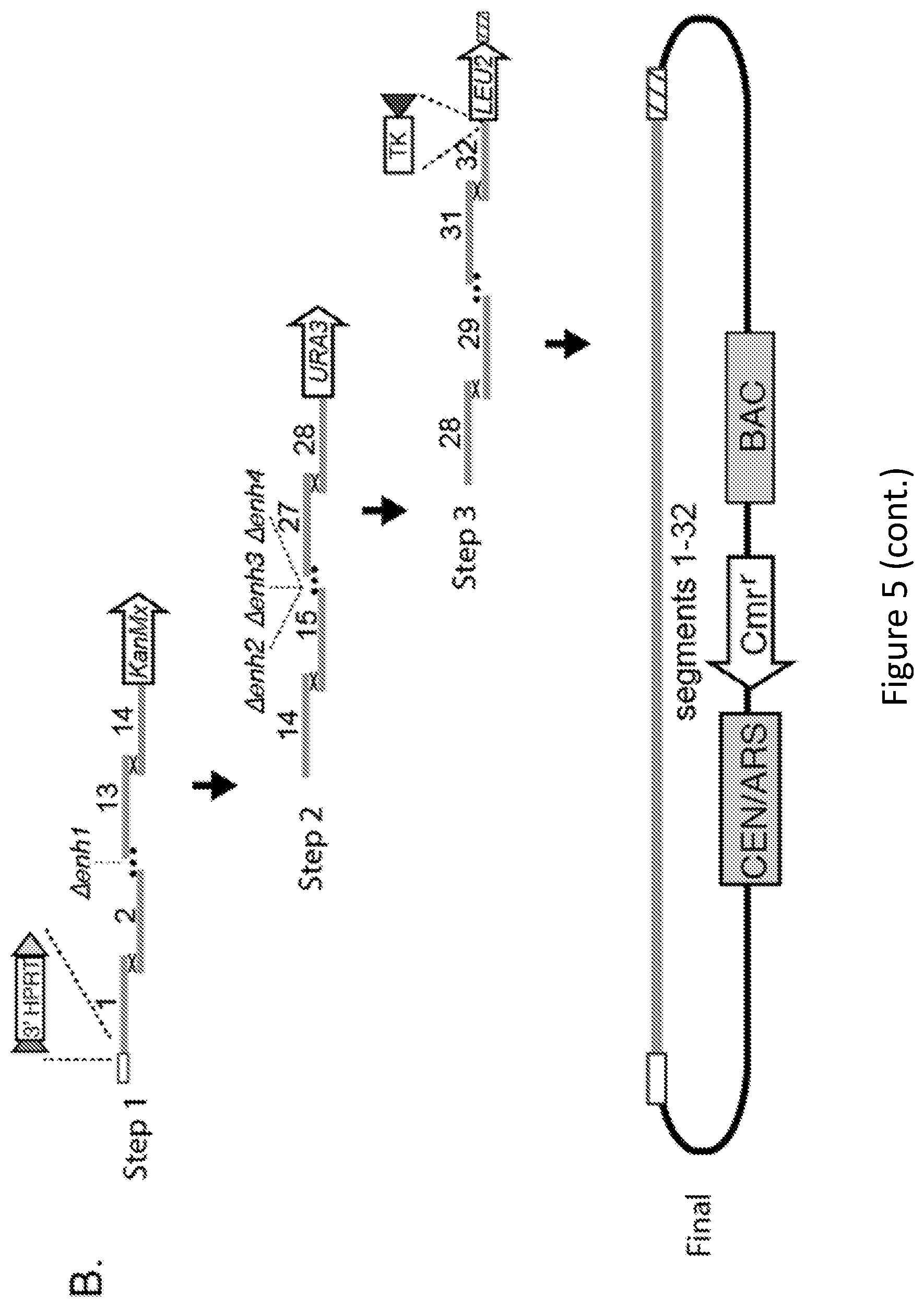 Patent US11814644 Figure 9 – Extrachromosomal switching auxotrophies progressively by integration (eSwAP-In) for assembly of DNA sequences in yeast