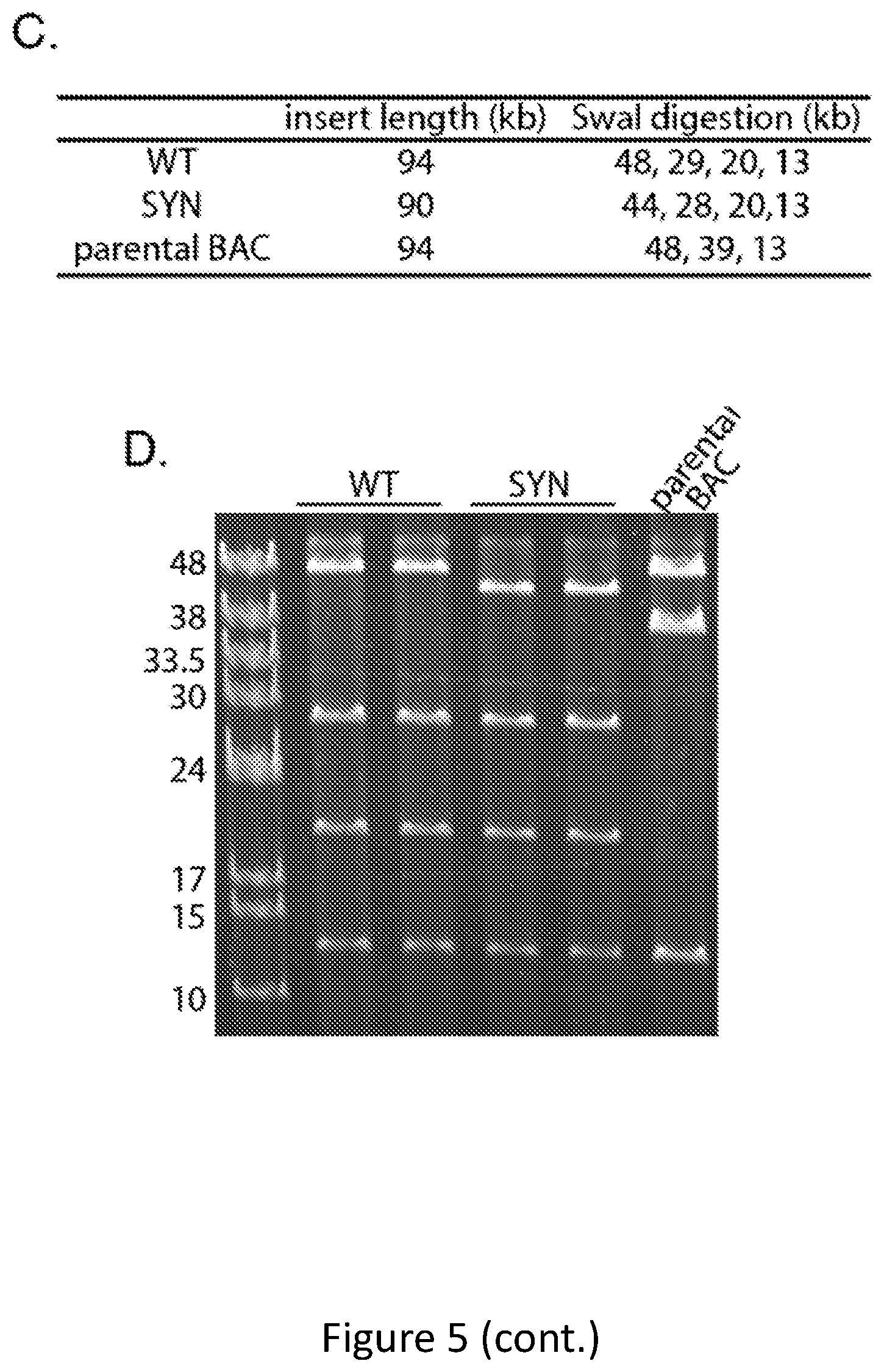 Patent US11814644 Figure 10 – Extrachromosomal switching auxotrophies progressively by integration (eSwAP-In) for assembly of DNA sequences in yeast