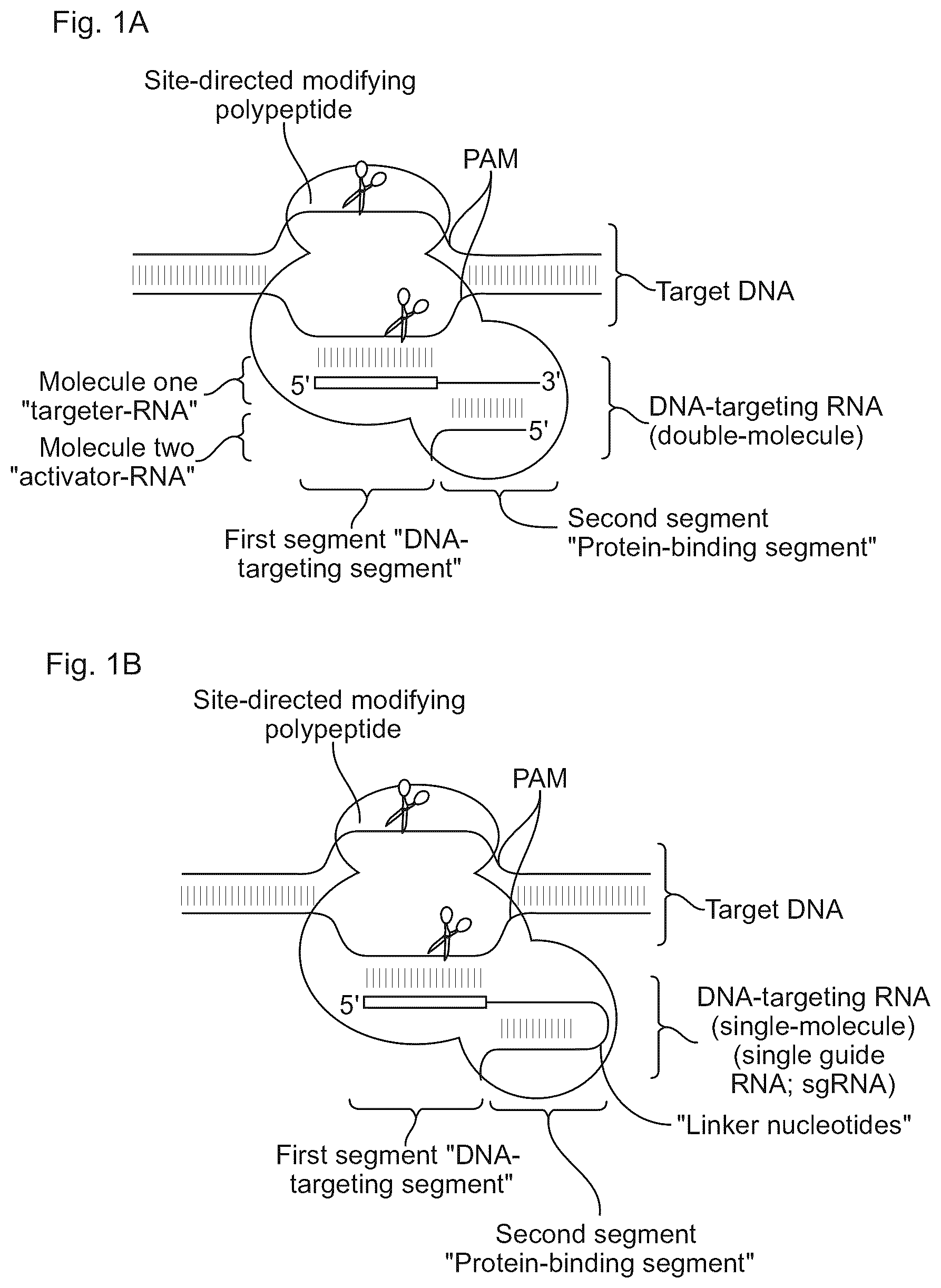 Patent US11814645 Figure 1 – Methods and compositions for RNA-directed target DNA modification and for RNA-directed modulation of transcription