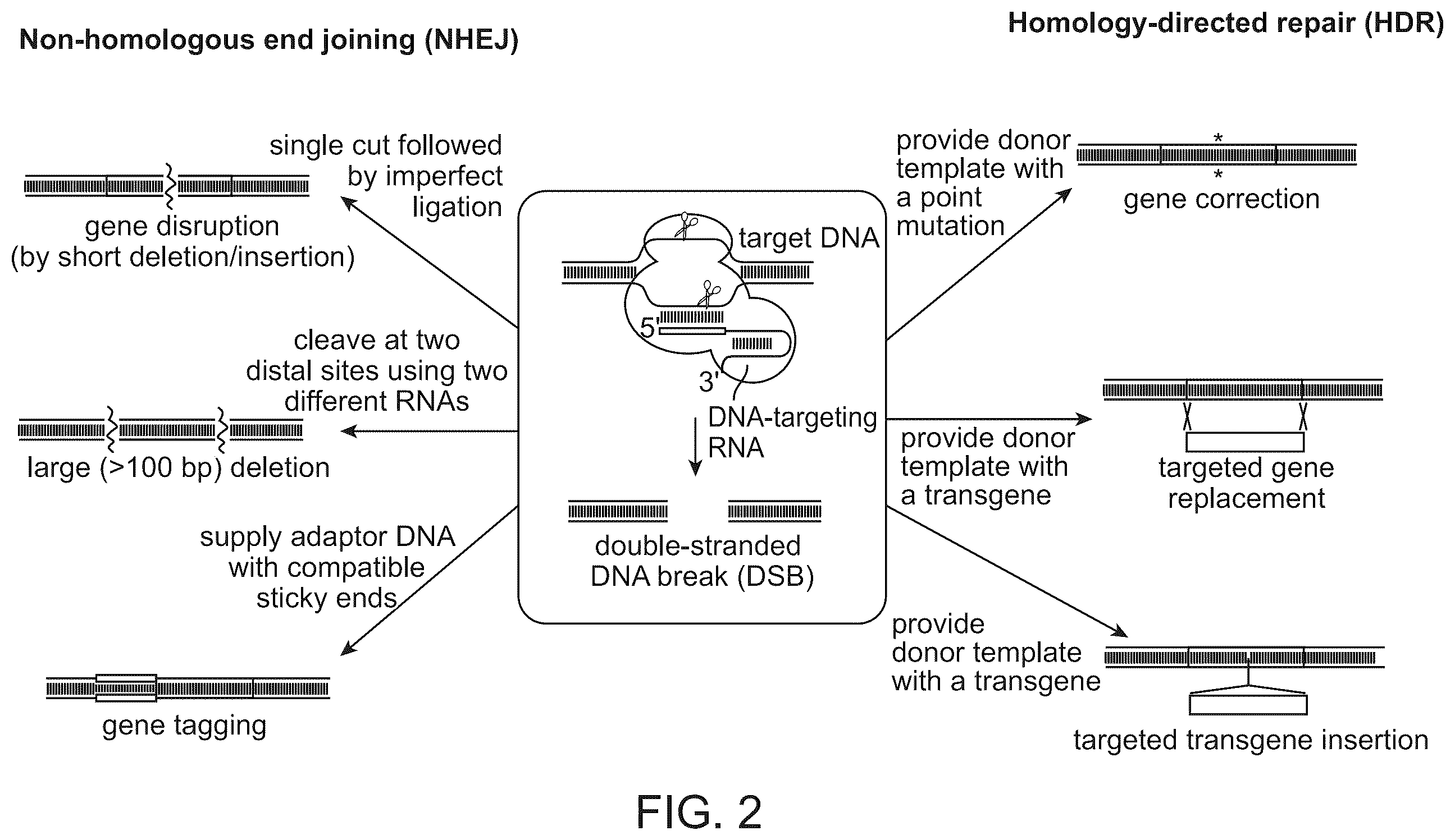 Patent US11814645 Figure 2 – Methods and compositions for RNA-directed target DNA modification and for RNA-directed modulation of transcription