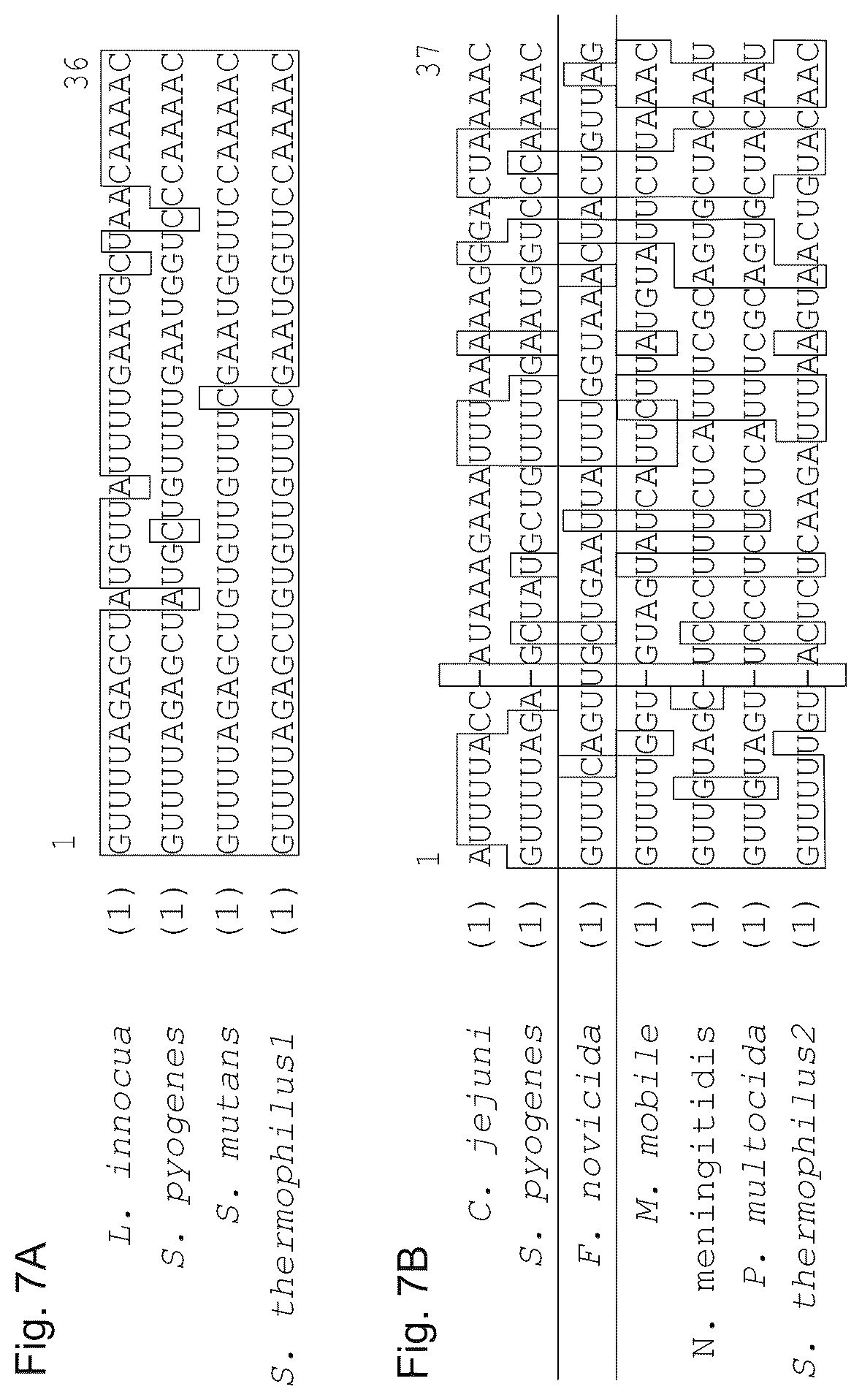 Patent US11814645 Figure 8 – Methods and compositions for RNA-directed target DNA modification and for RNA-directed modulation of transcription