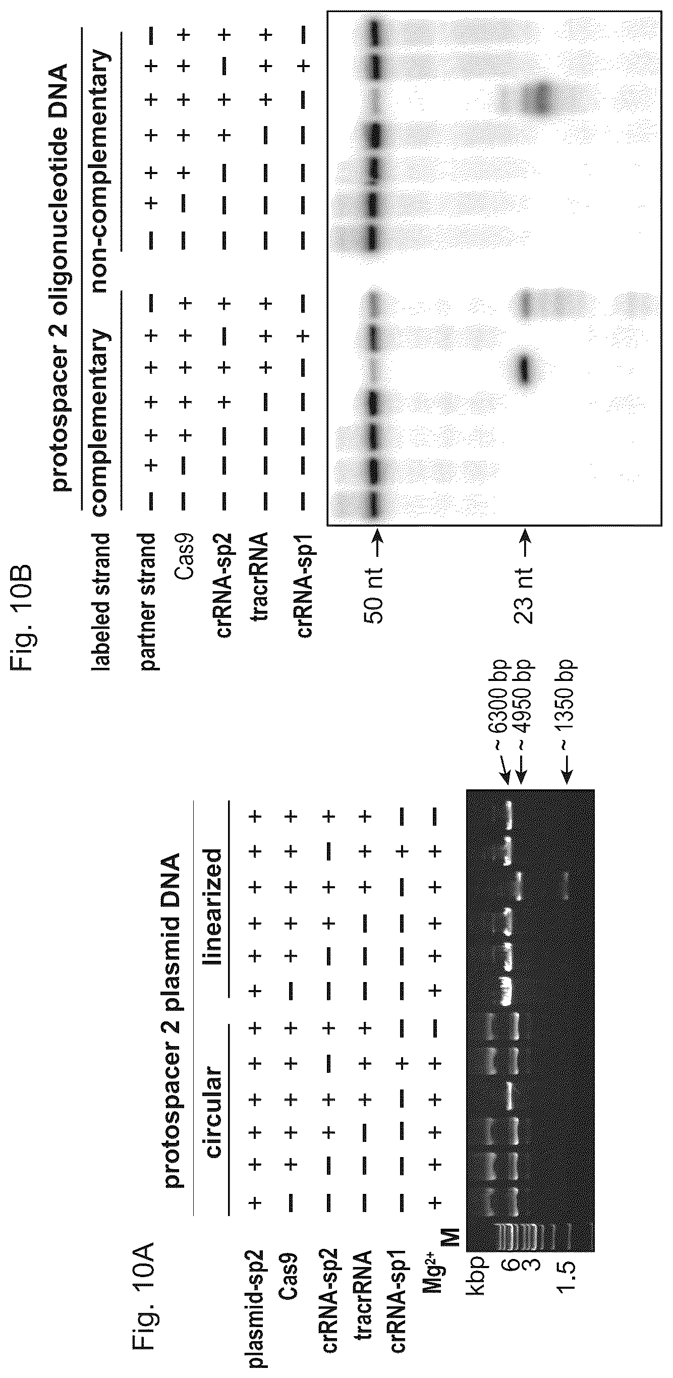 Patent US11814645 Figure 11 – Methods and compositions for RNA-directed target DNA modification and for RNA-directed modulation of transcription