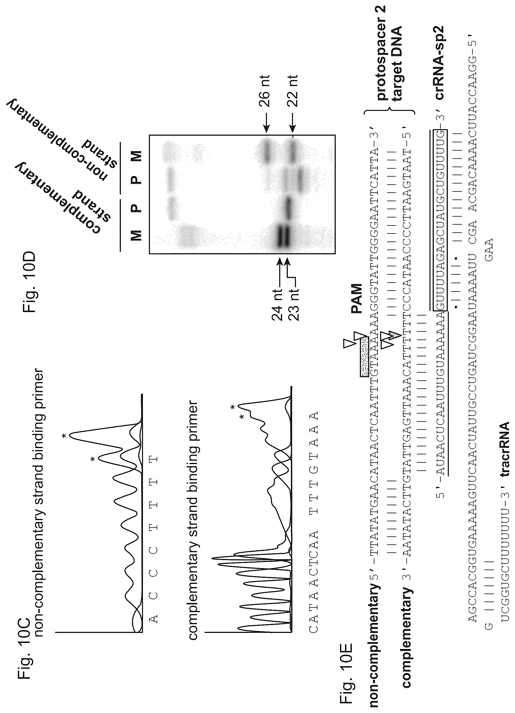 Patent US11814645 Figure 12 – Methods and compositions for RNA-directed target DNA modification and for RNA-directed modulation of transcription