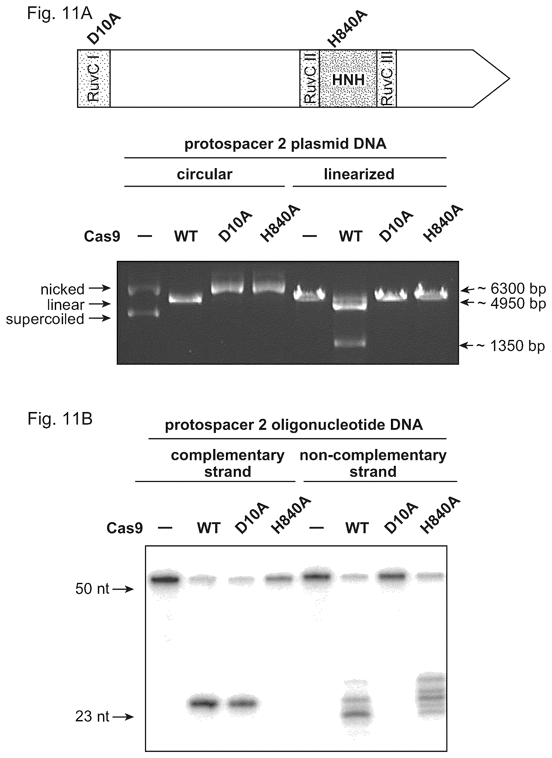 Patent US11814645 Figure 13 – Methods and compositions for RNA-directed target DNA modification and for RNA-directed modulation of transcription