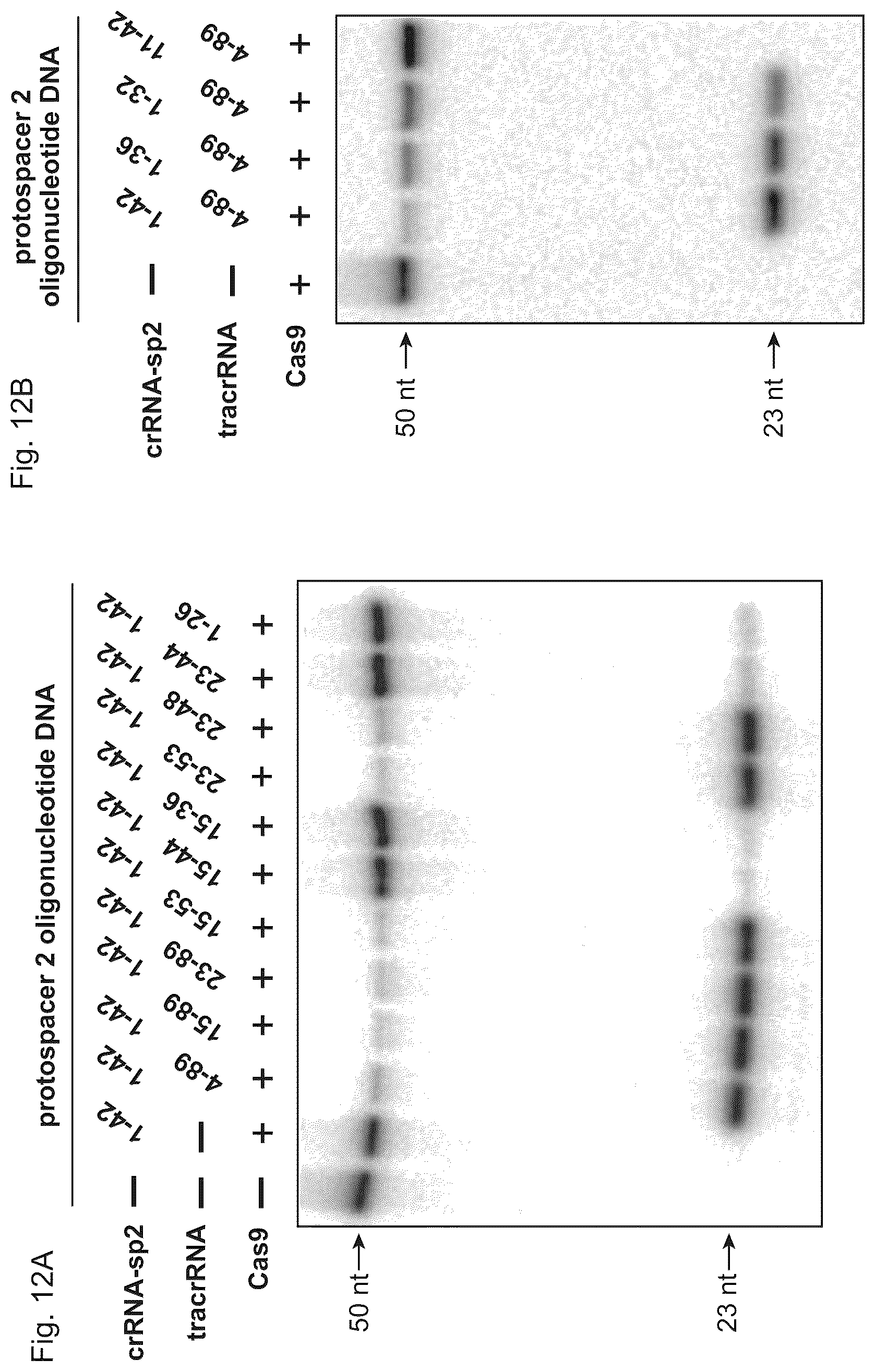 Patent US11814645 Figure 14 – Methods and compositions for RNA-directed target DNA modification and for RNA-directed modulation of transcription