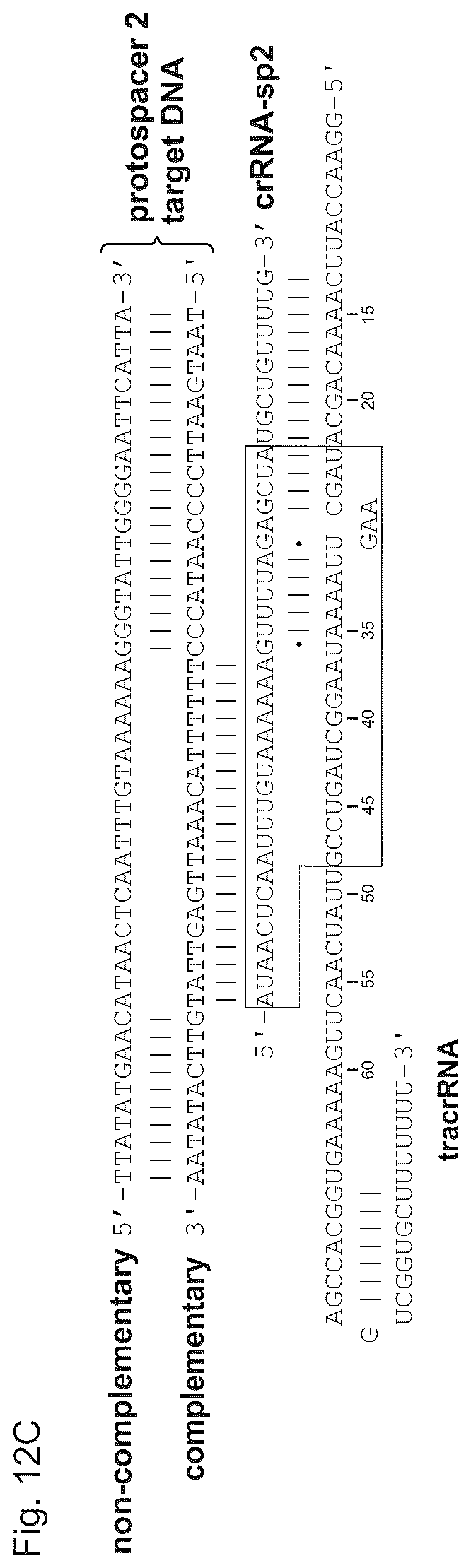 Patent US11814645 Figure 15 – Methods and compositions for RNA-directed target DNA modification and for RNA-directed modulation of transcription
