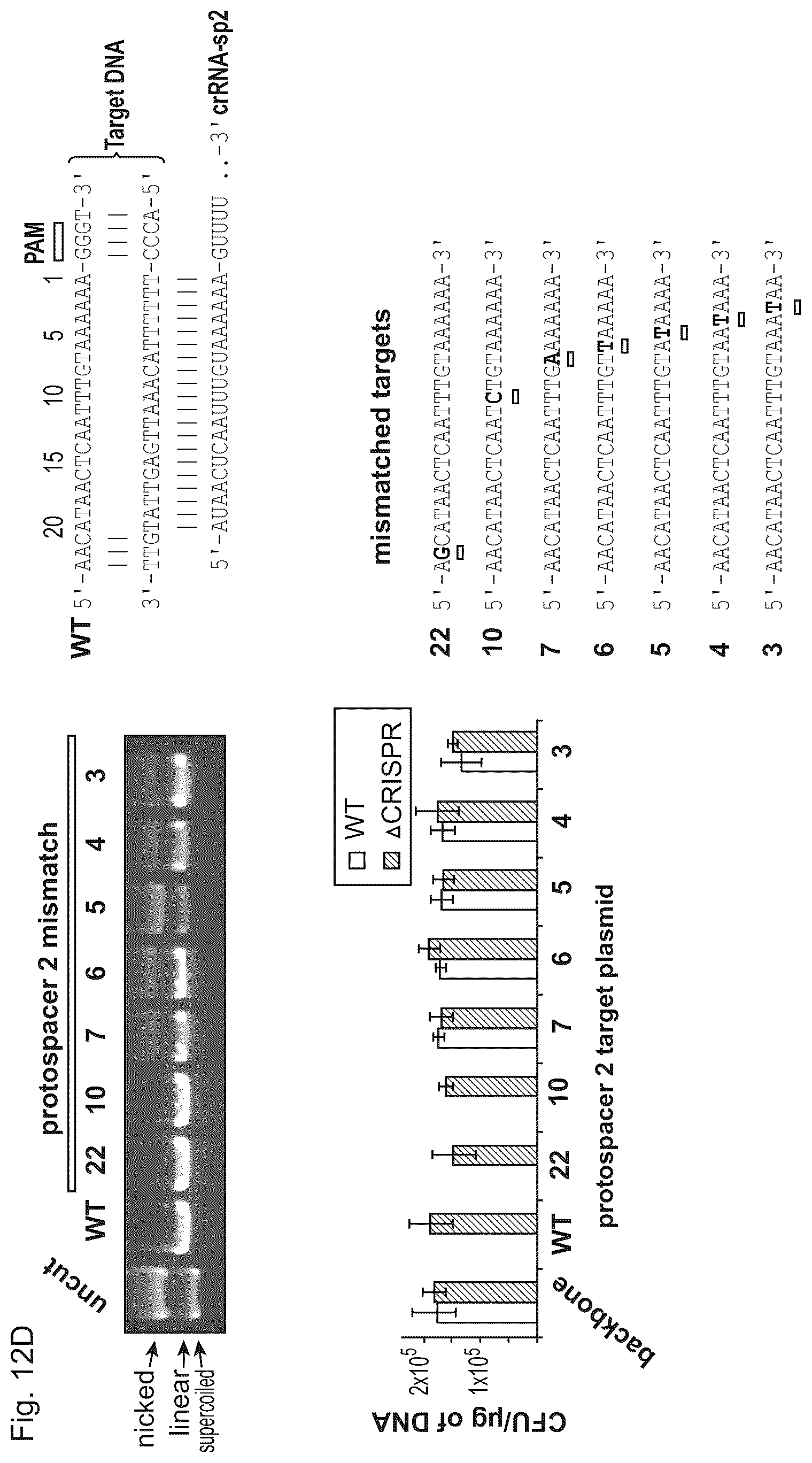 Patent US11814645 Figure 16 – Methods and compositions for RNA-directed target DNA modification and for RNA-directed modulation of transcription