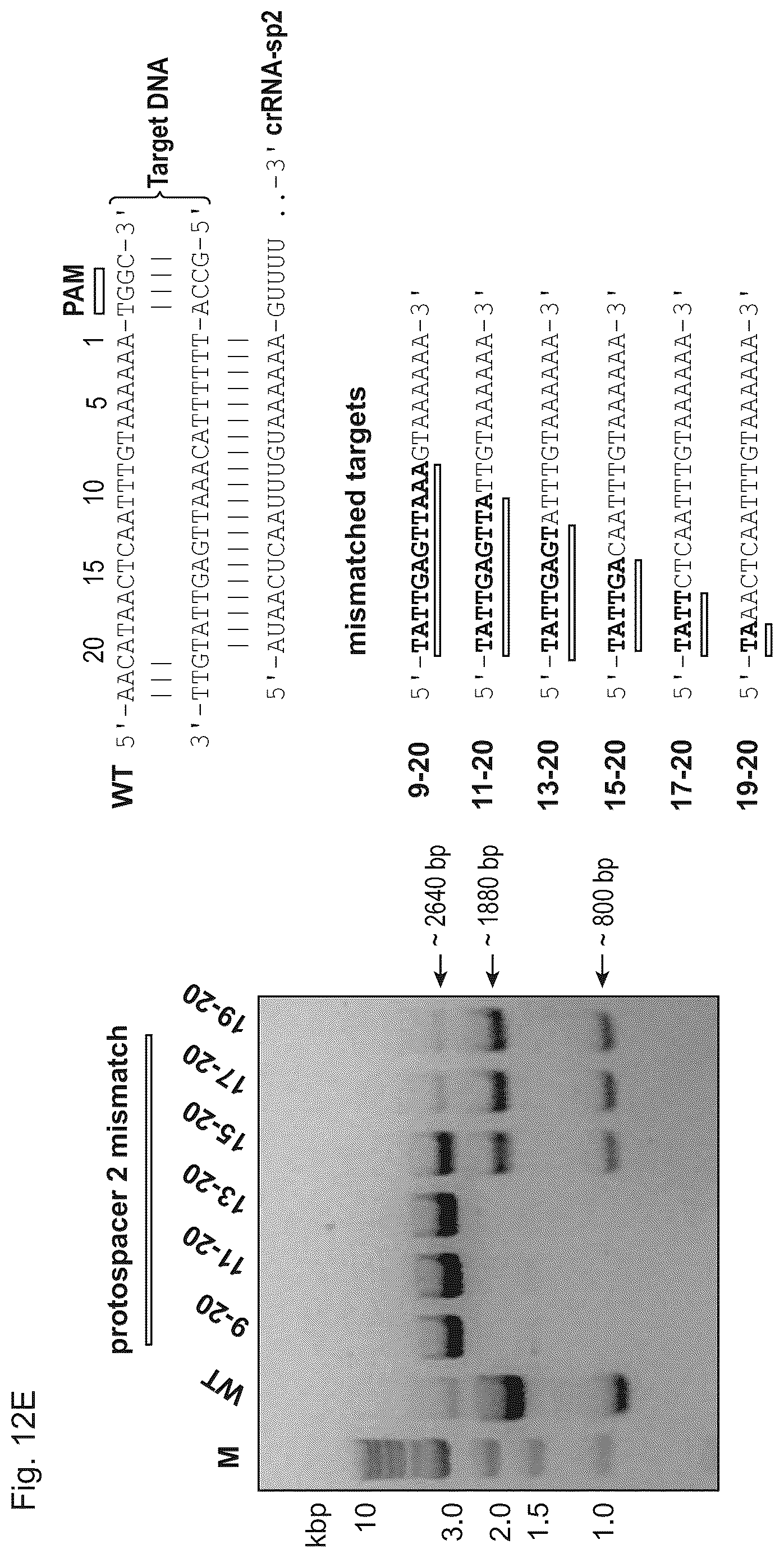 Patent US11814645 Figure 17 – Methods and compositions for RNA-directed target DNA modification and for RNA-directed modulation of transcription