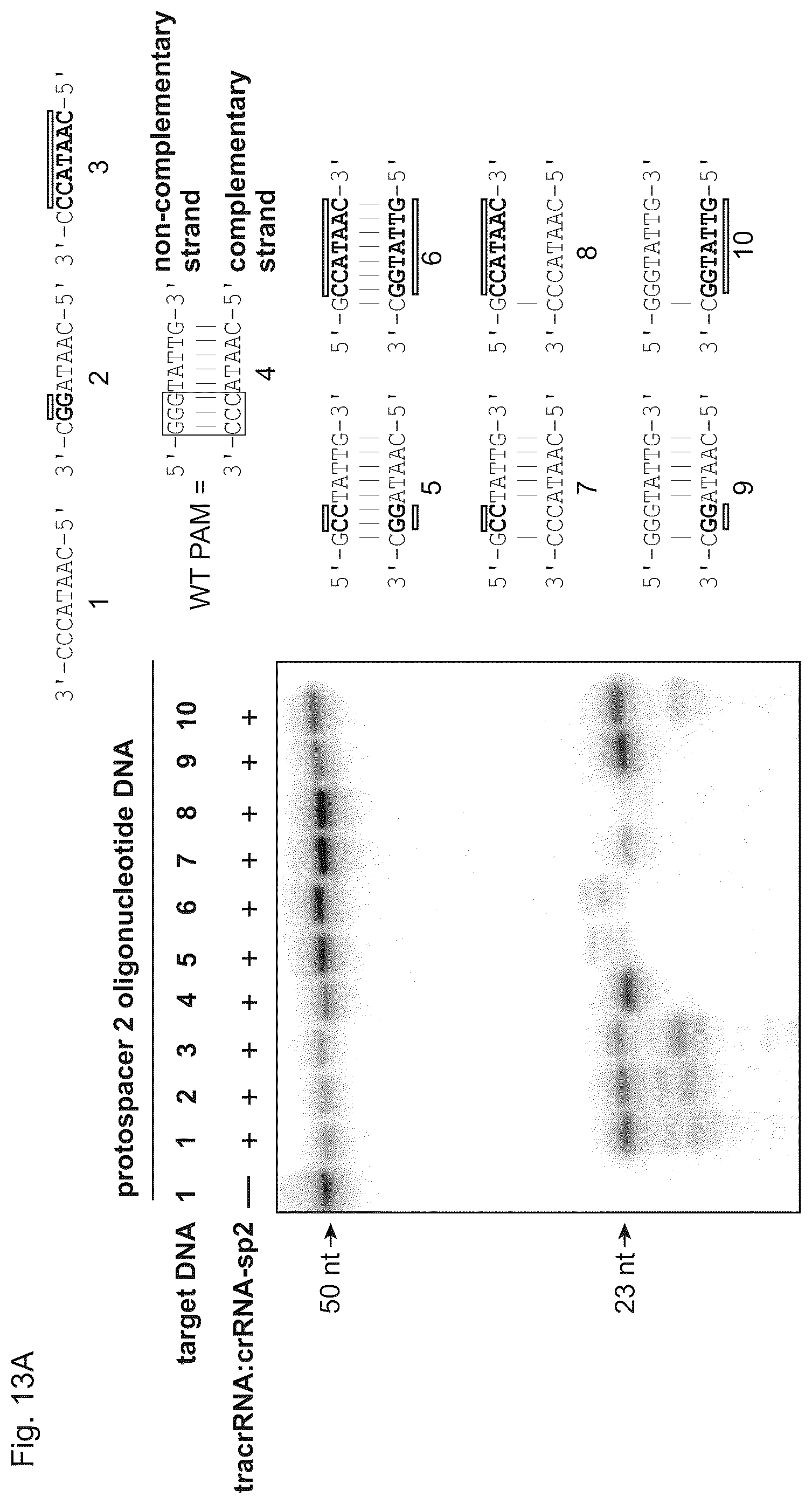 Patent US11814645 Figure 18 – Methods and compositions for RNA-directed target DNA modification and for RNA-directed modulation of transcription