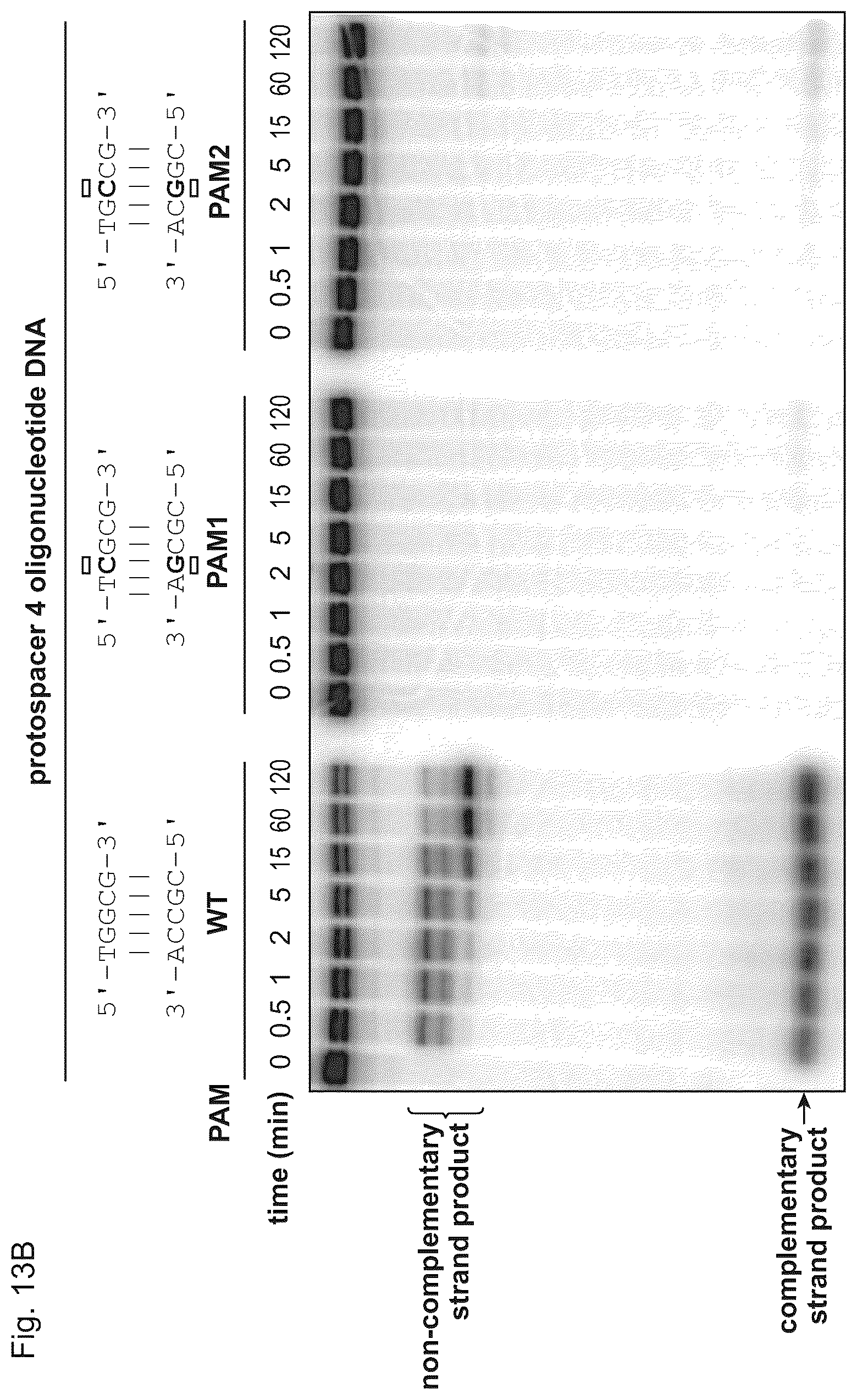 Patent US11814645 Figure 19 – Methods and compositions for RNA-directed target DNA modification and for RNA-directed modulation of transcription