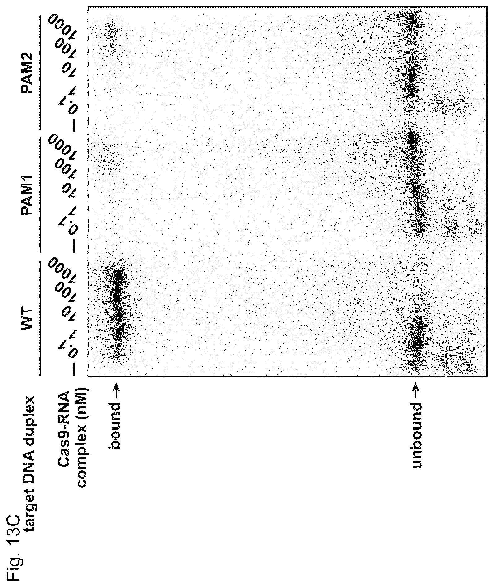Patent US11814645 Figure 20 – Methods and compositions for RNA-directed target DNA modification and for RNA-directed modulation of transcription