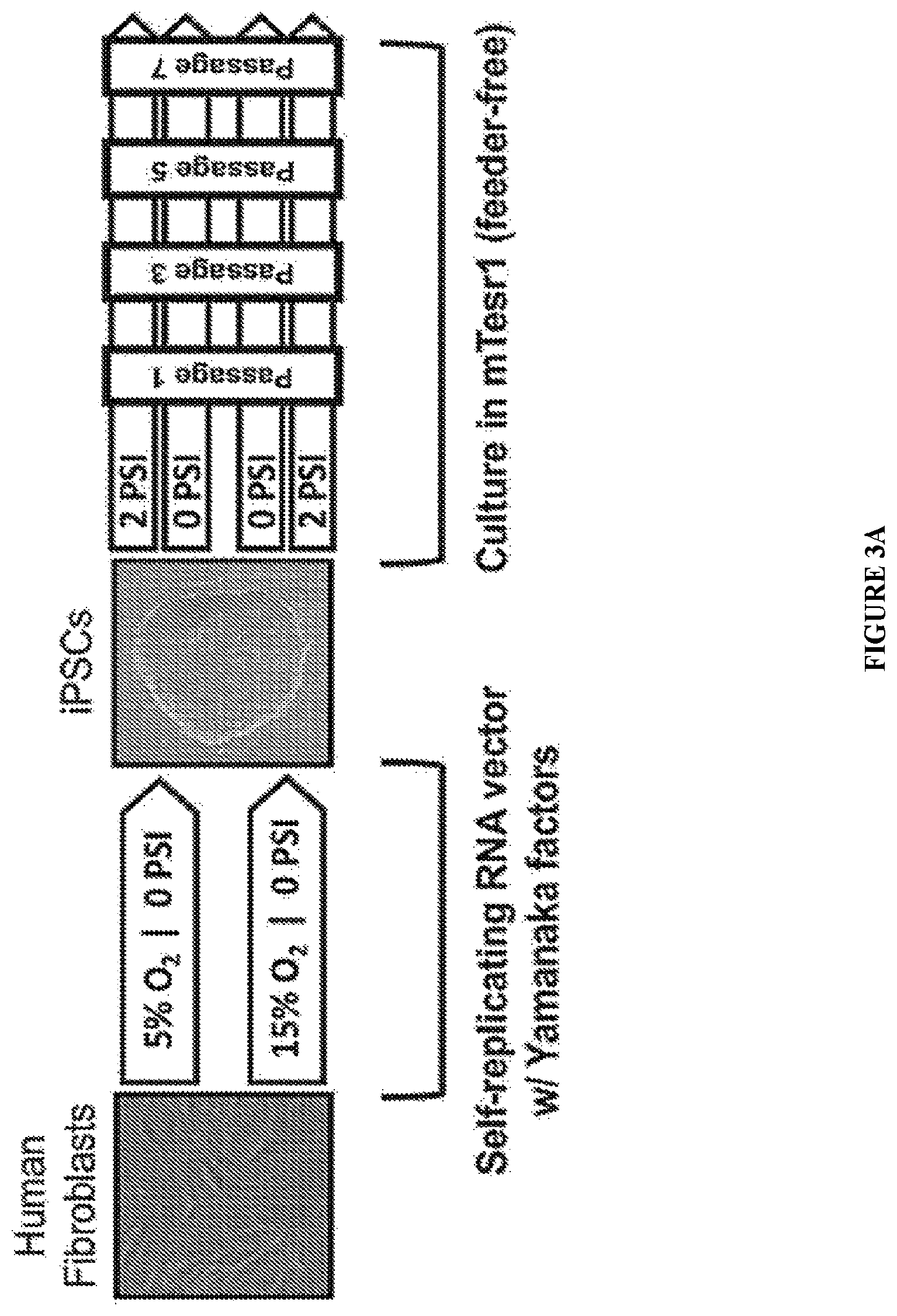 Patent US11814647 Figure 4 – Methods of modulating cell phenotype by way of regulating the gaseous environment