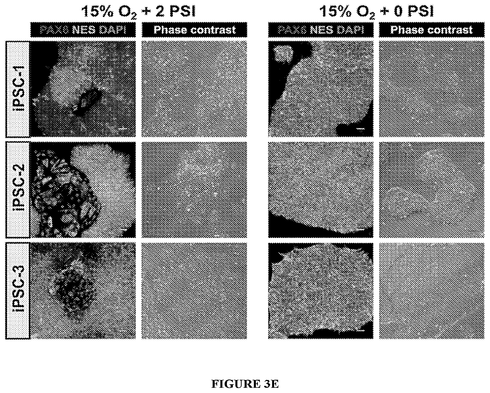 Patent US11814647 Figure 8 – Methods of modulating cell phenotype by way of regulating the gaseous environment