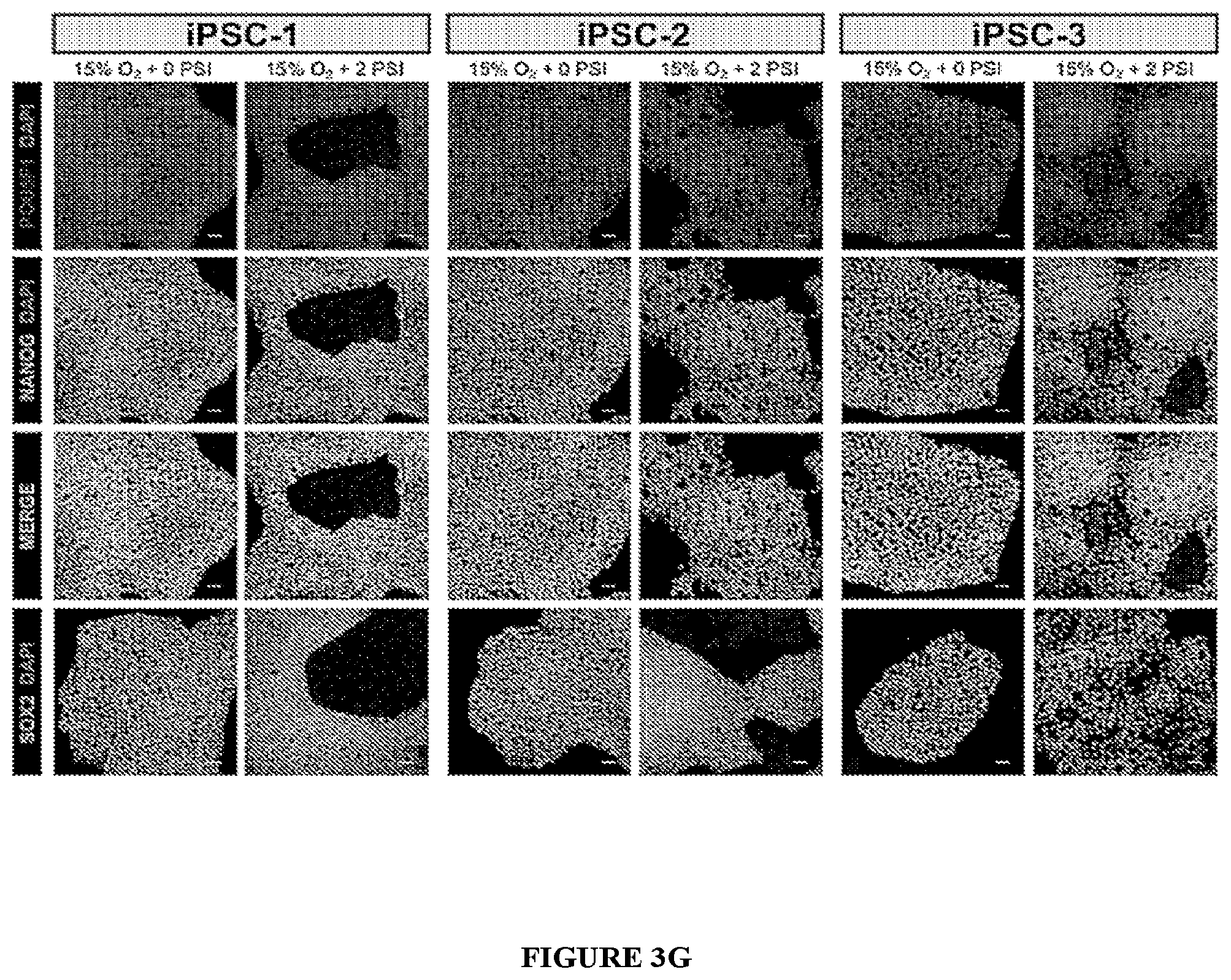Patent US11814647 Figure 10 – Methods of modulating cell phenotype by way of regulating the gaseous environment