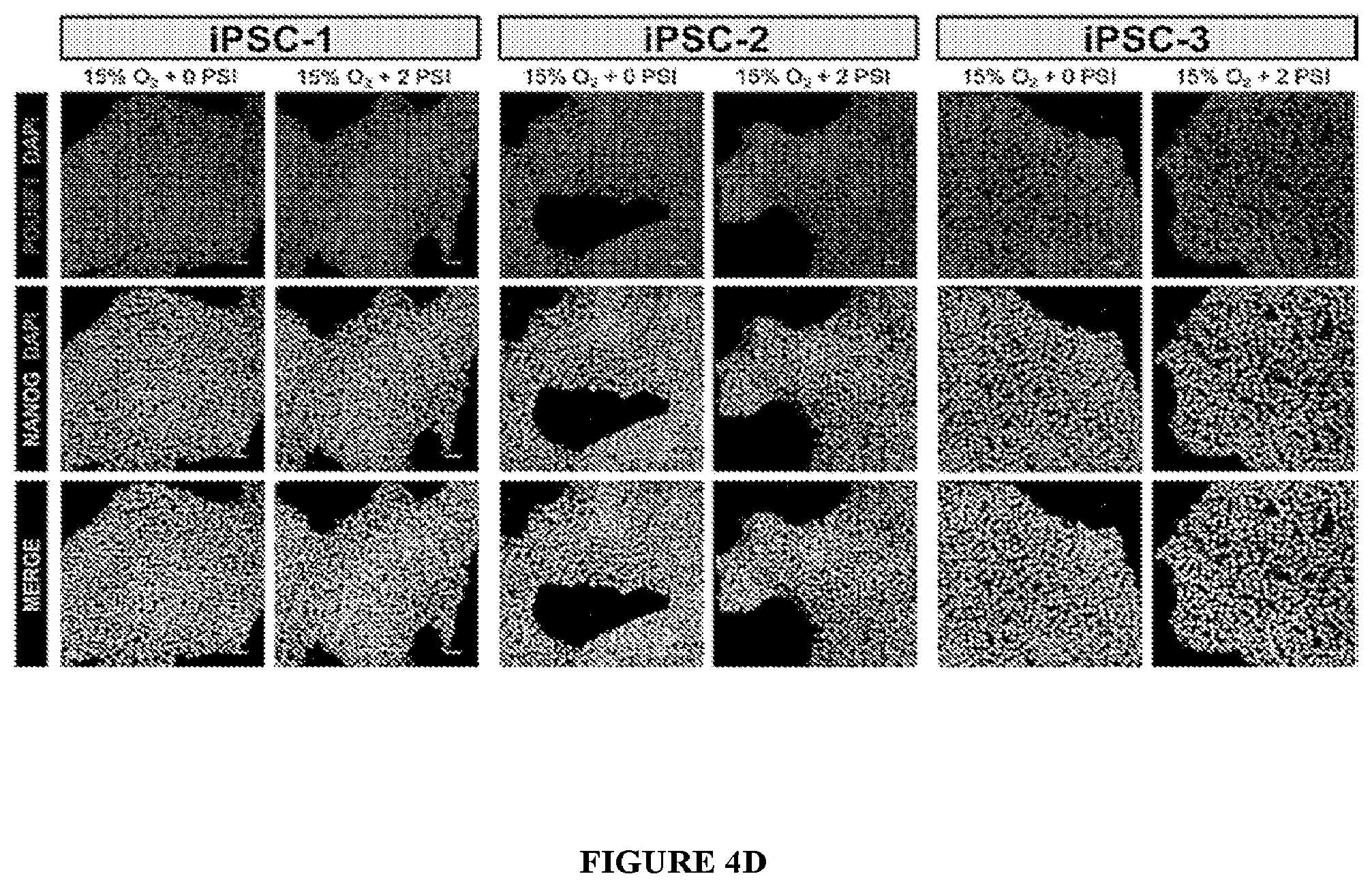 Patent US11814647 Figure 15 – Methods of modulating cell phenotype by way of regulating the gaseous environment