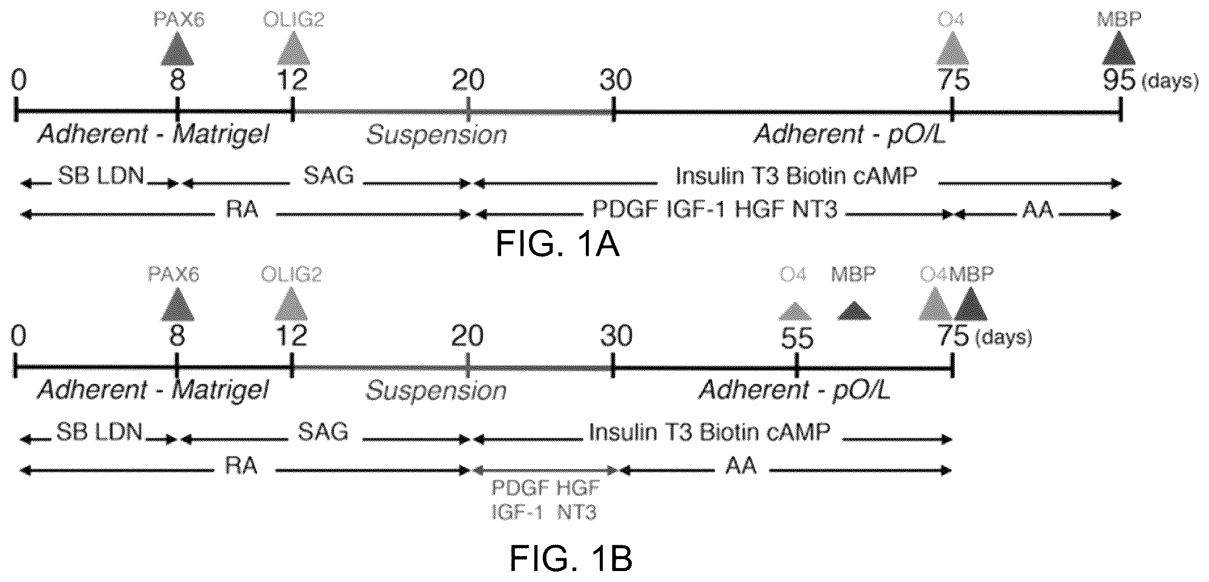 Patent US11814648 Figure 1 – Functional oligodendrocytes derived from pluripotent stem cells and methods of making and using the same