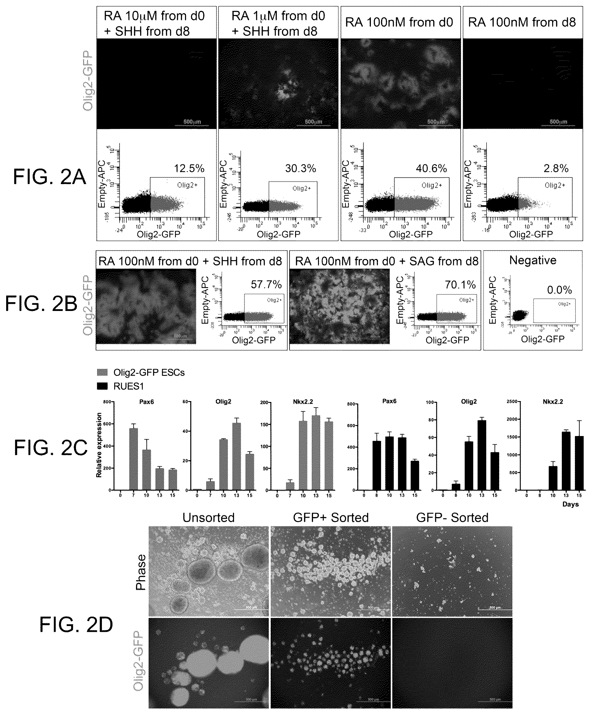 Patent US11814648 Figure 2 – Functional oligodendrocytes derived from pluripotent stem cells and methods of making and using the same
