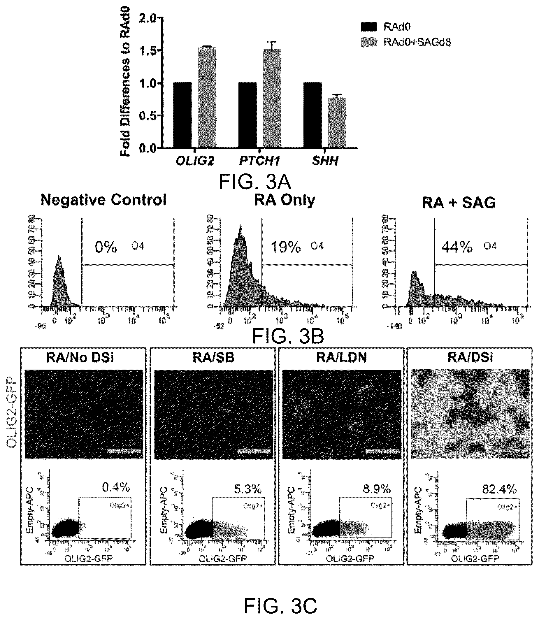 Patent US11814648 Figure 3 – Functional oligodendrocytes derived from pluripotent stem cells and methods of making and using the same