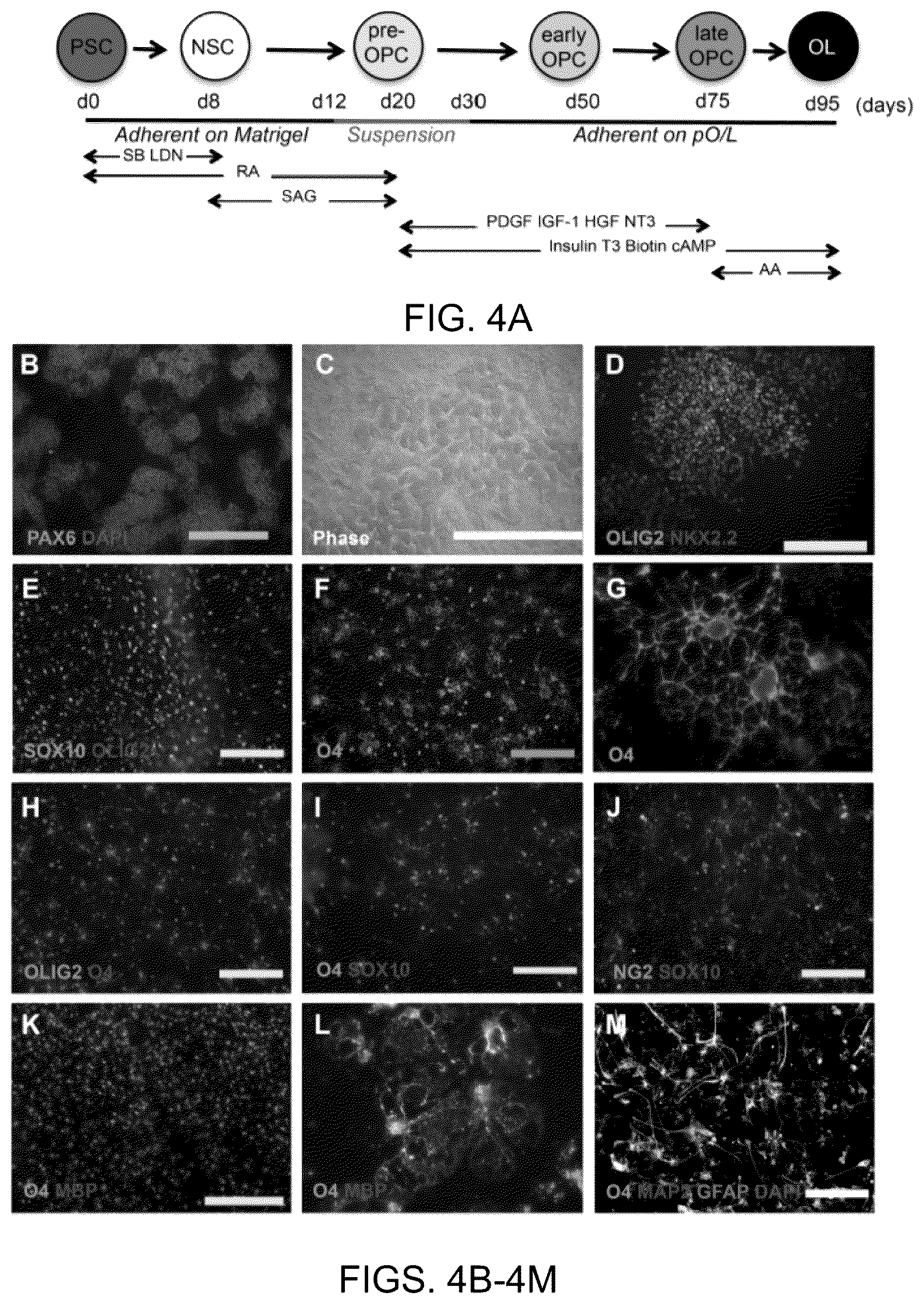 Patent US11814648 Figure 4 – Functional oligodendrocytes derived from pluripotent stem cells and methods of making and using the same