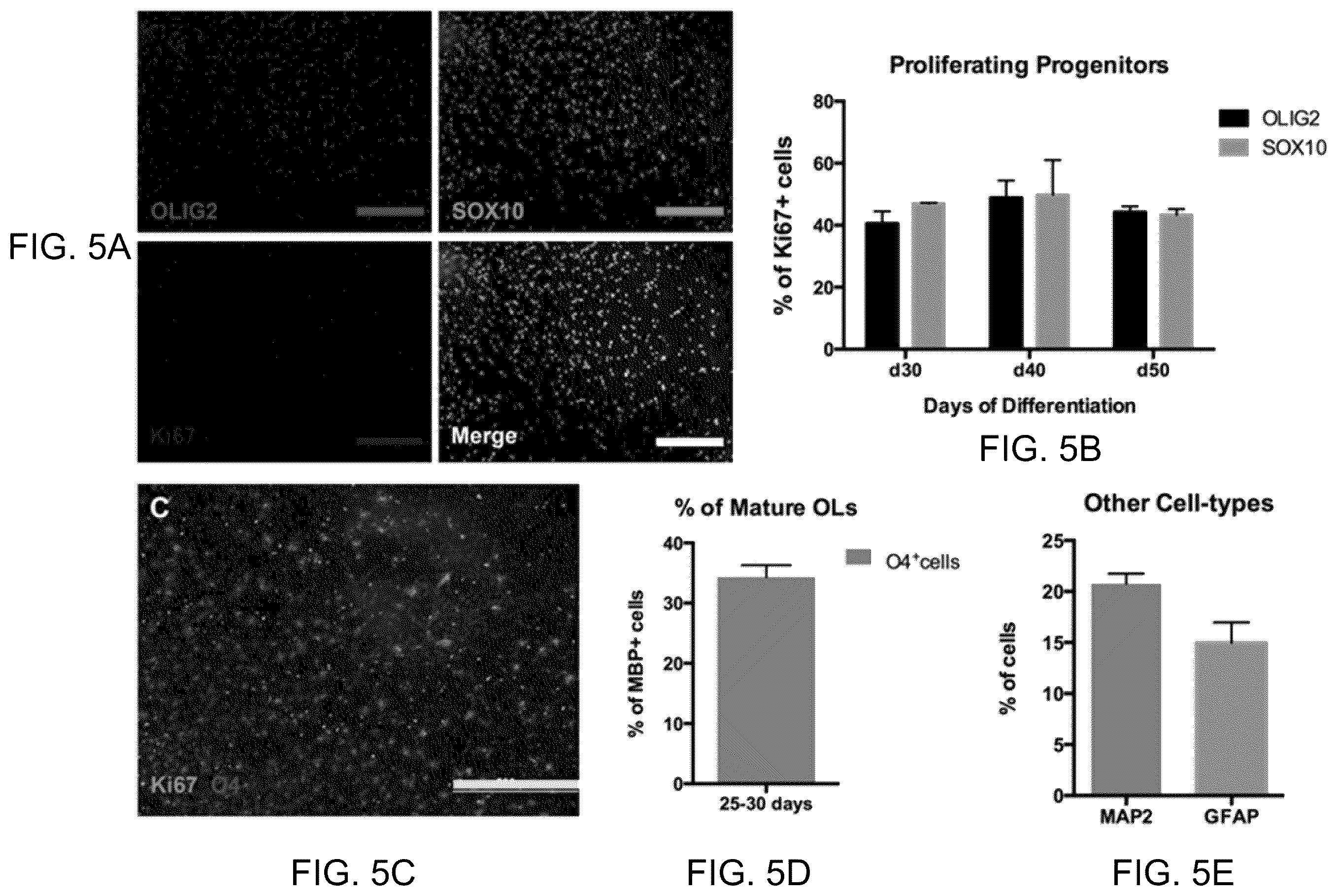 Patent US11814648 Figure 5 – Functional oligodendrocytes derived from pluripotent stem cells and methods of making and using the same