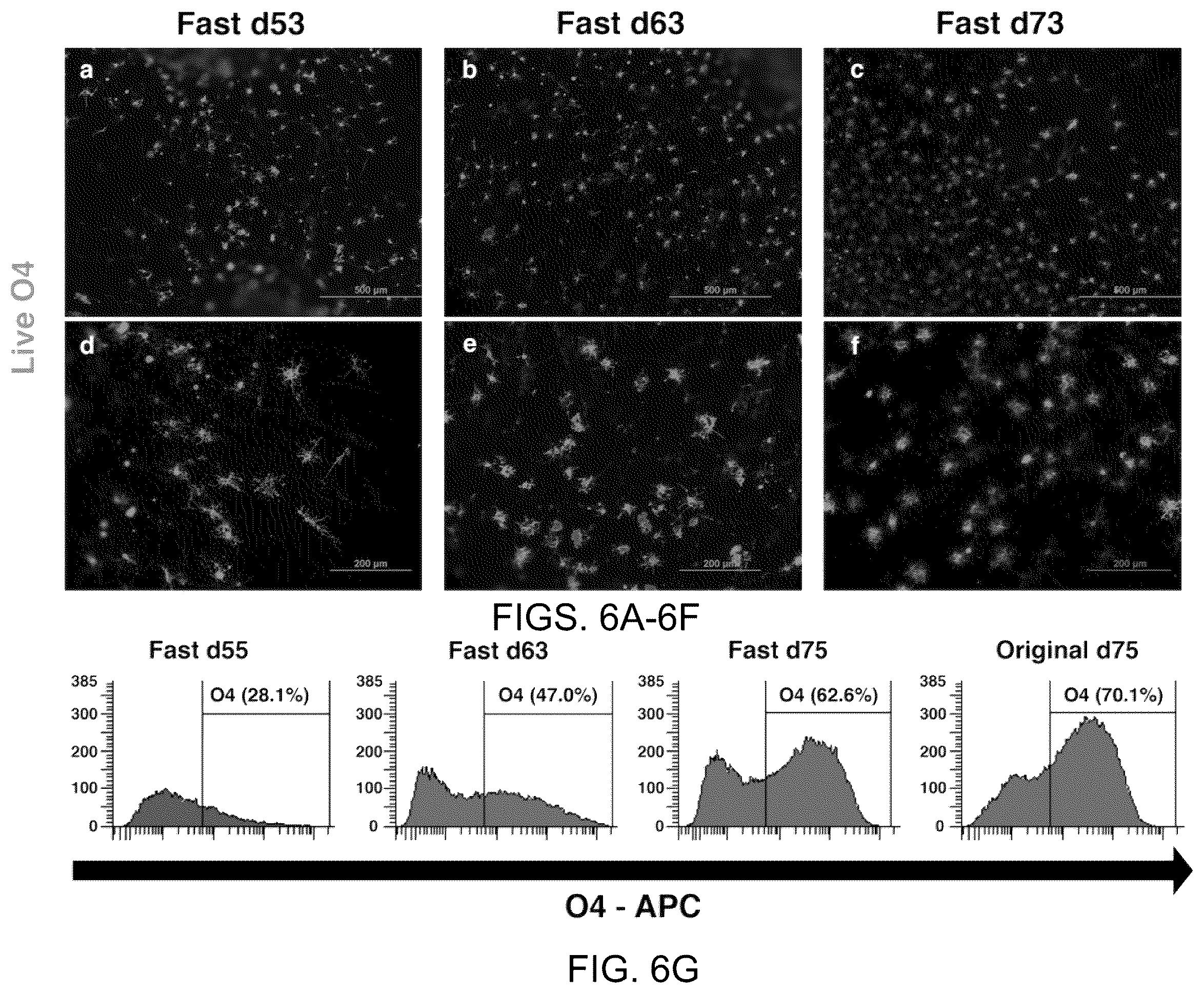 Patent US11814648 Figure 6 – Functional oligodendrocytes derived from pluripotent stem cells and methods of making and using the same