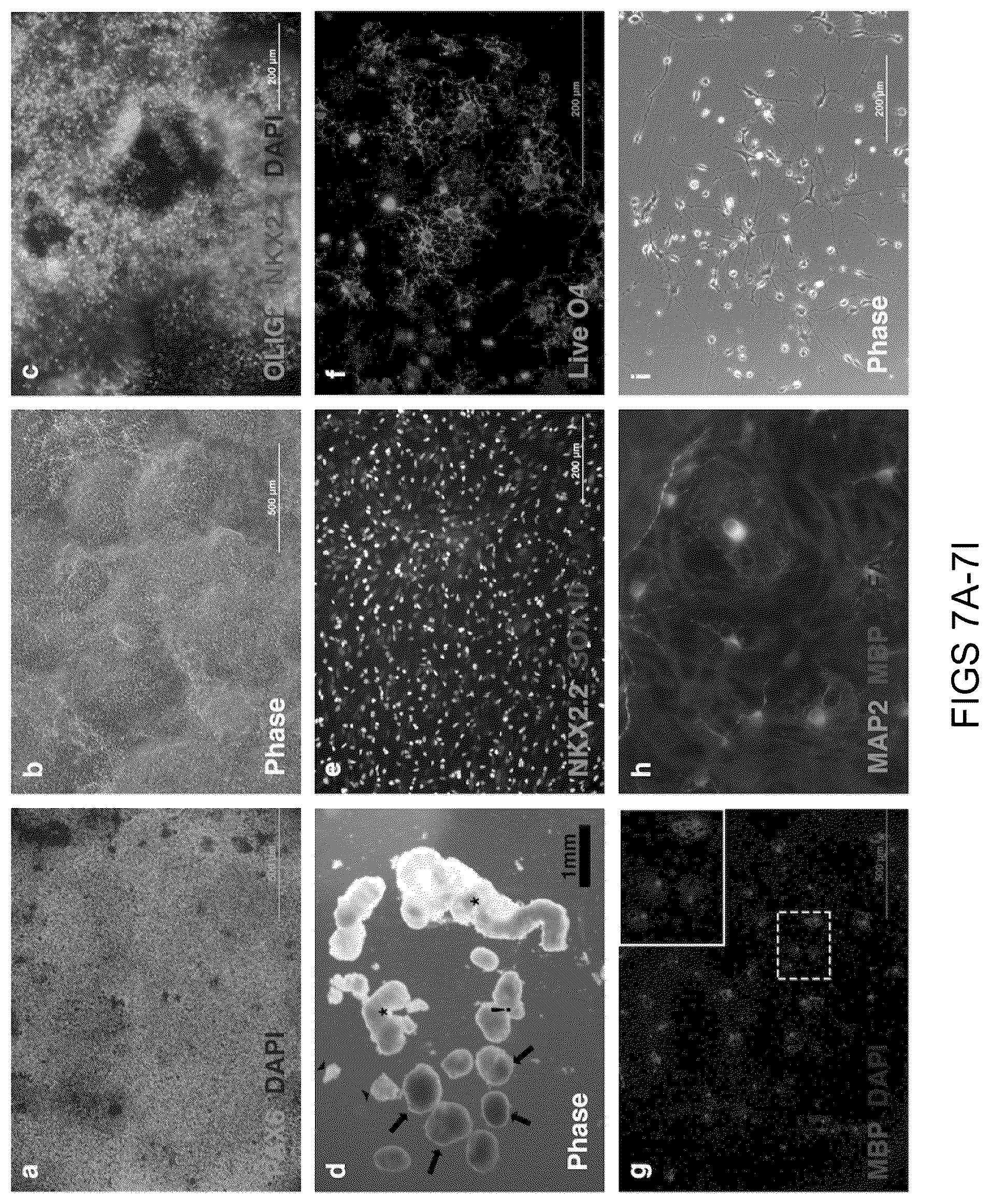 Patent US11814648 Figure 7 – Functional oligodendrocytes derived from pluripotent stem cells and methods of making and using the same