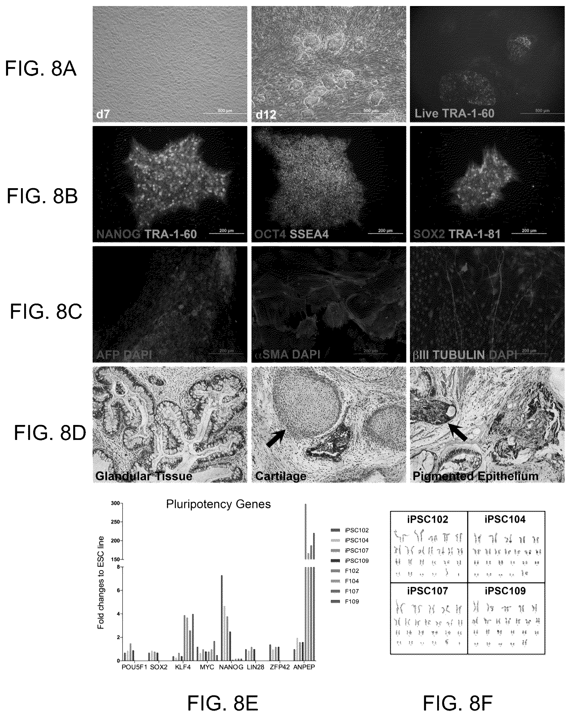 Patent US11814648 Figure 8 – Functional oligodendrocytes derived from pluripotent stem cells and methods of making and using the same
