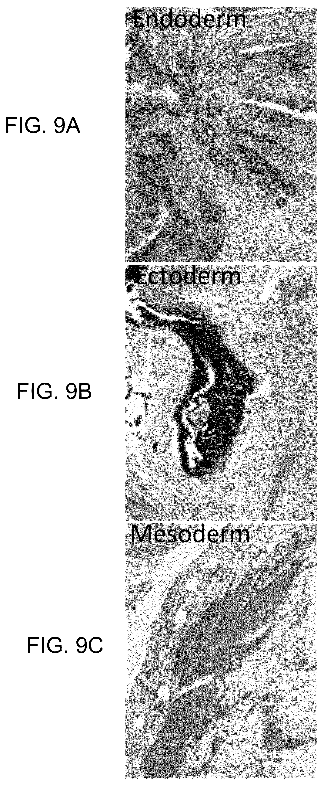 Patent US11814648 Figure 9 – Functional oligodendrocytes derived from pluripotent stem cells and methods of making and using the same