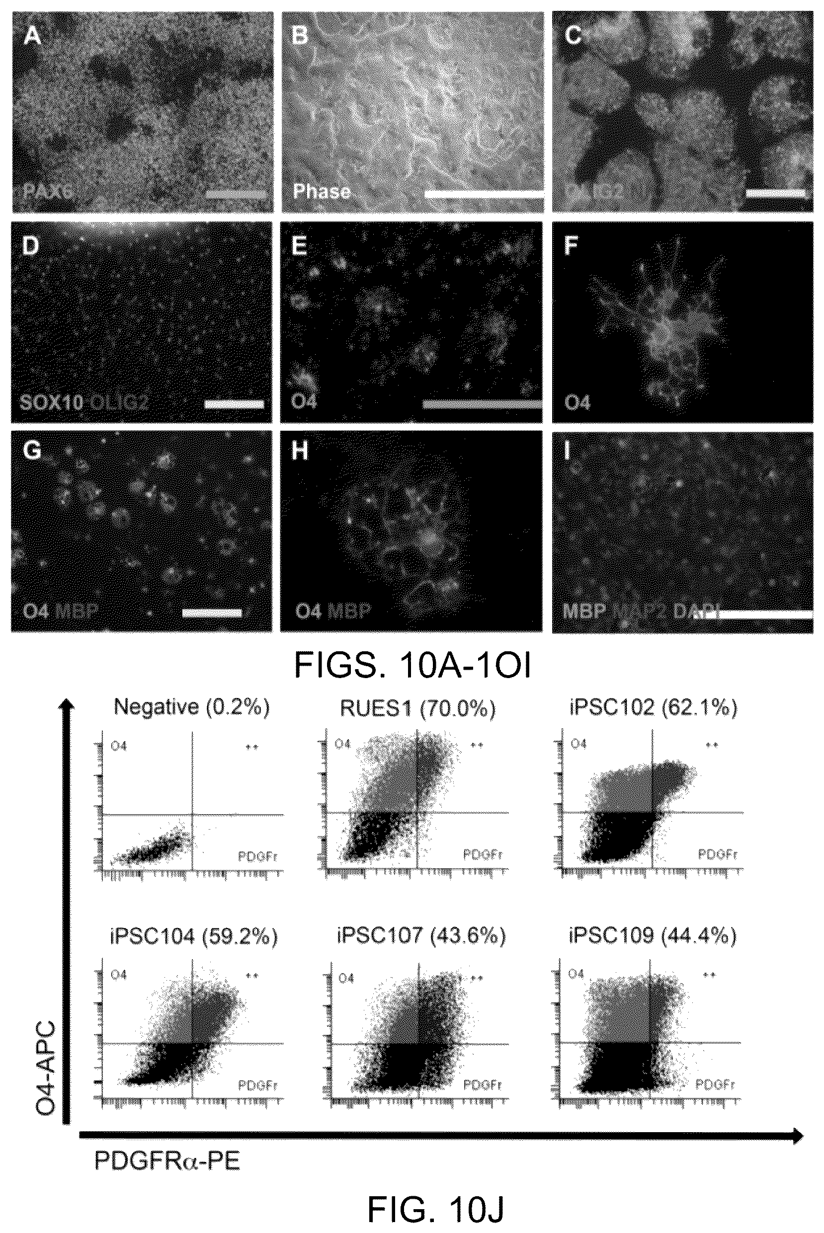 Patent US11814648 Figure 10 – Functional oligodendrocytes derived from pluripotent stem cells and methods of making and using the same