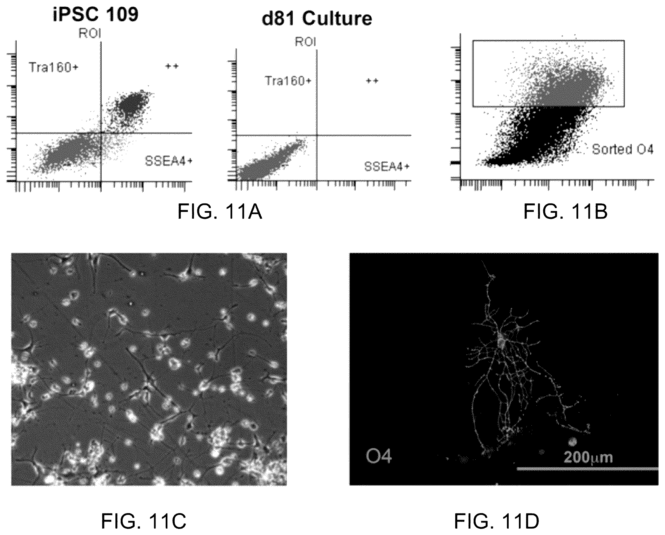 Patent US11814648 Figure 11 – Functional oligodendrocytes derived from pluripotent stem cells and methods of making and using the same