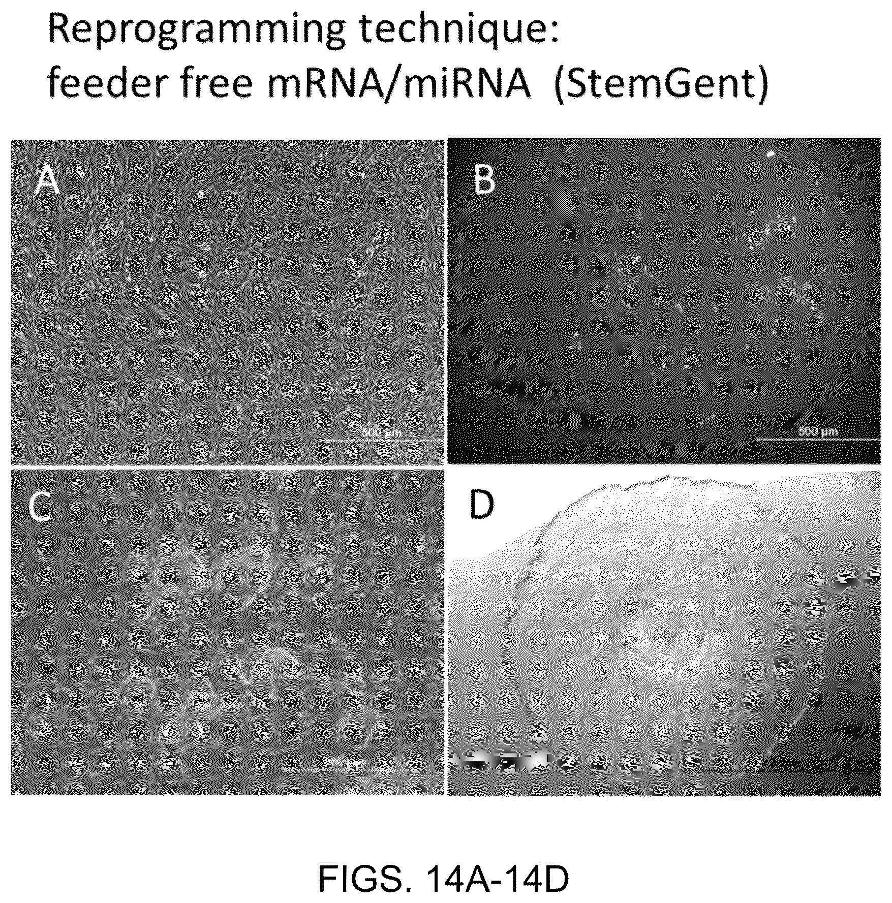 Patent US11814648 Figure 14 – Functional oligodendrocytes derived from pluripotent stem cells and methods of making and using the same