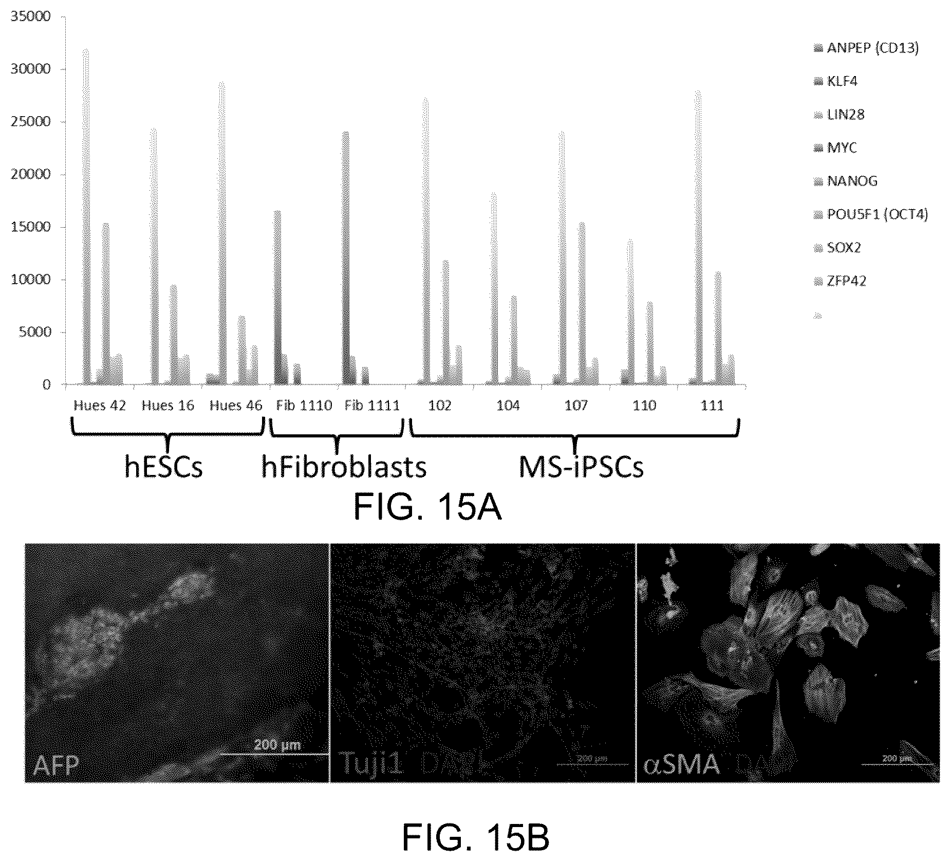 Patent US11814648 Figure 15 – Functional oligodendrocytes derived from pluripotent stem cells and methods of making and using the same