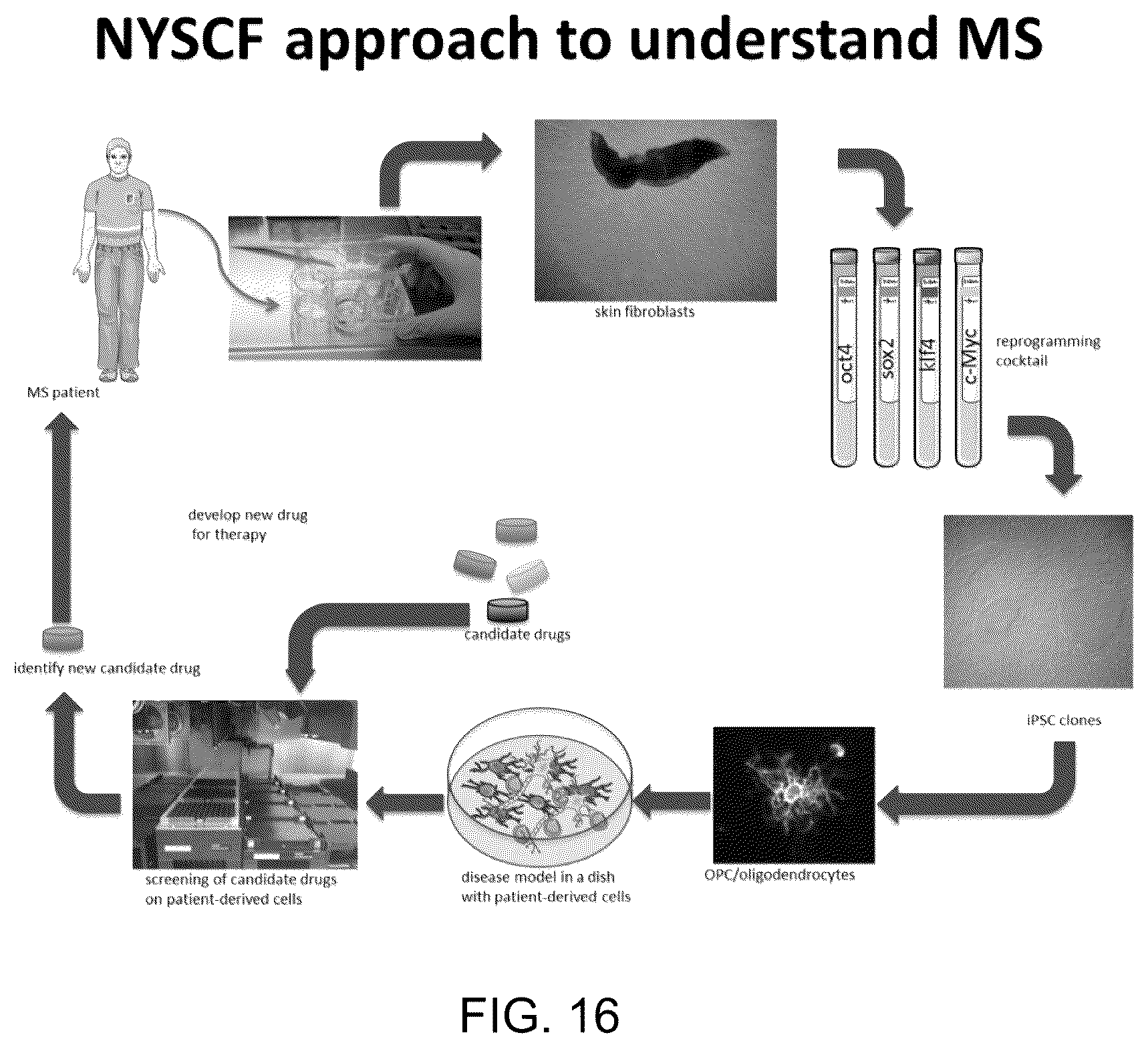 Patent US11814648 Figure 16 – Functional oligodendrocytes derived from pluripotent stem cells and methods of making and using the same