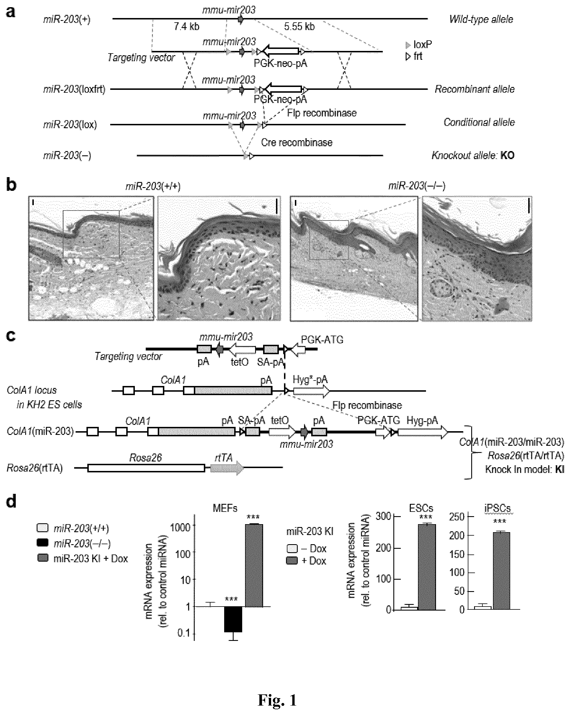 Patent US11814650 Figure 1 – Method for expanding stemness and differentiation potential of pluripotent cells
