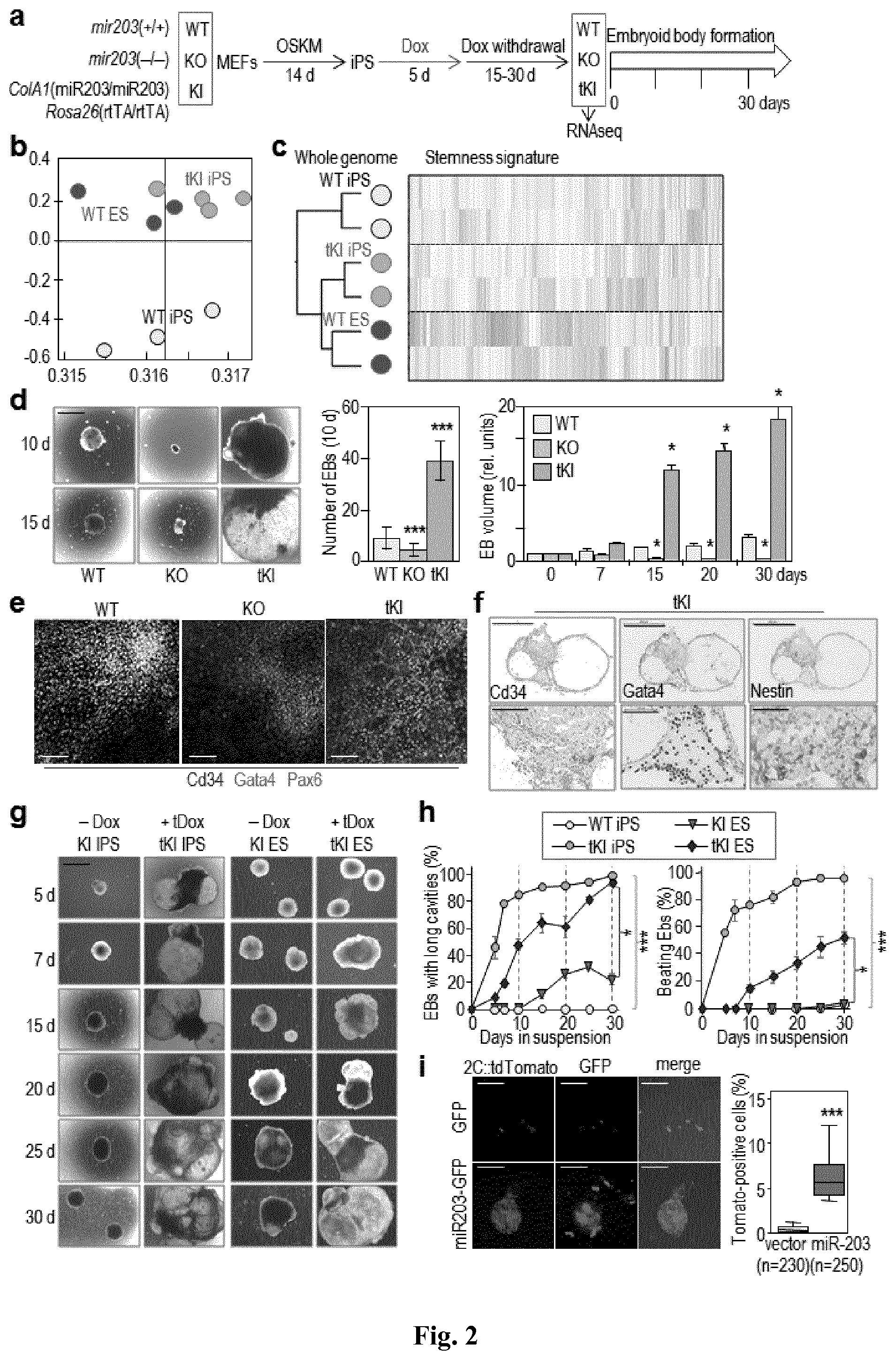 Patent US11814650 Figure 2 – Method for expanding stemness and differentiation potential of pluripotent cells