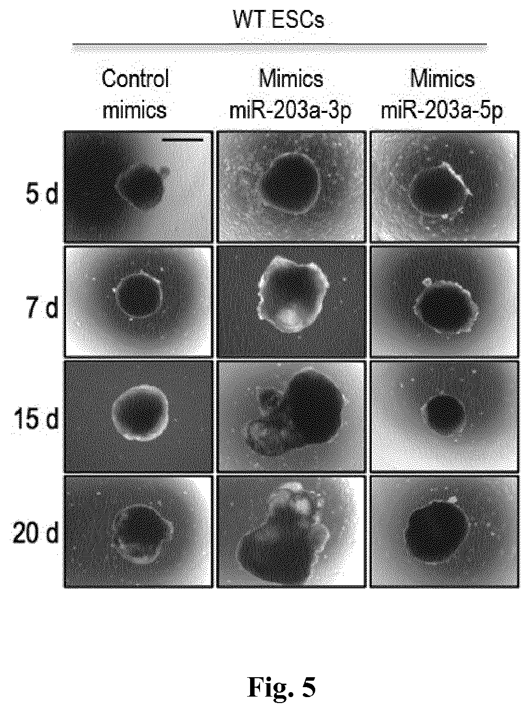 Patent US11814650 Figure 5 – Method for expanding stemness and differentiation potential of pluripotent cells