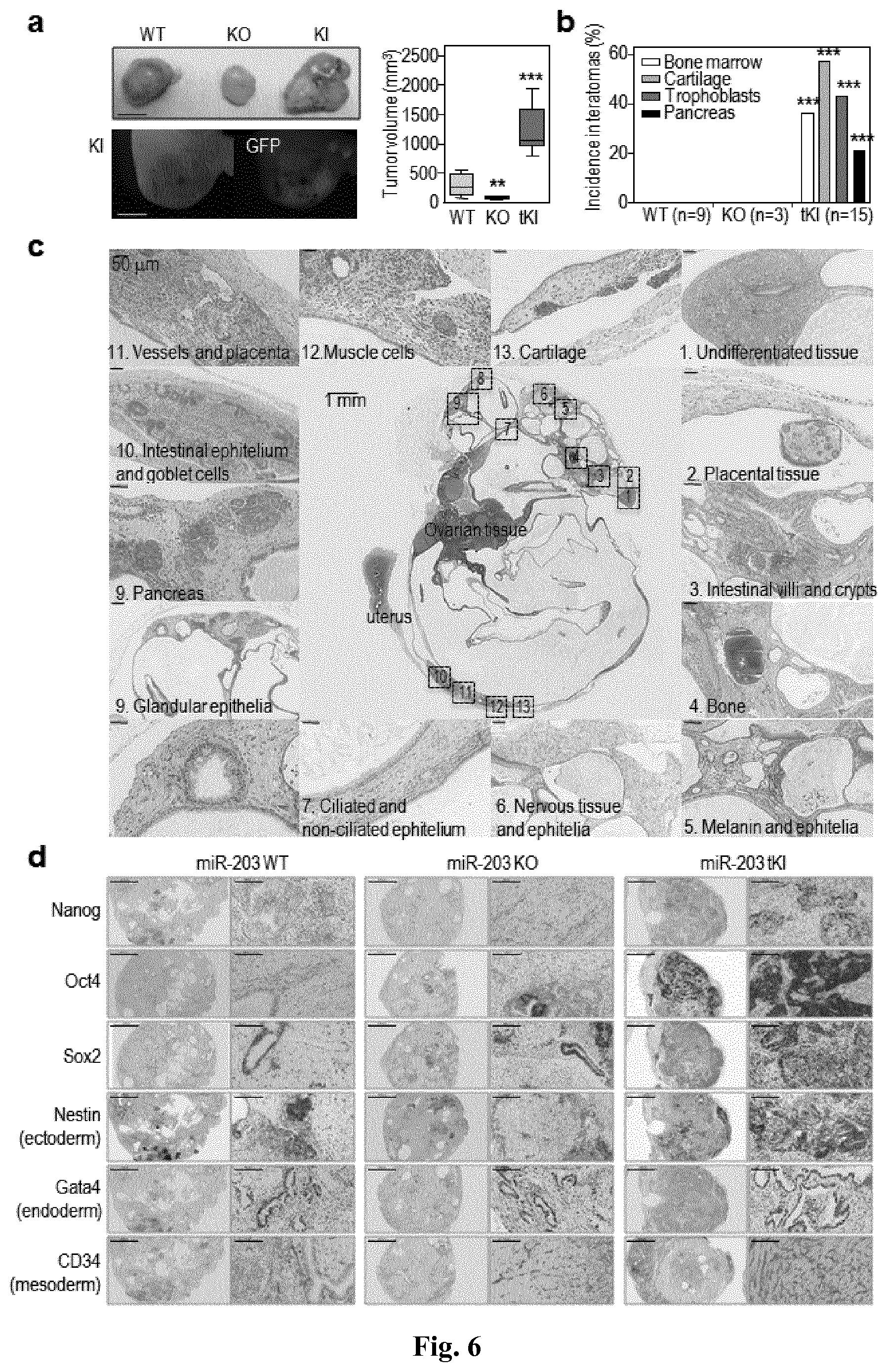 Patent US11814650 Figure 6 – Method for expanding stemness and differentiation potential of pluripotent cells