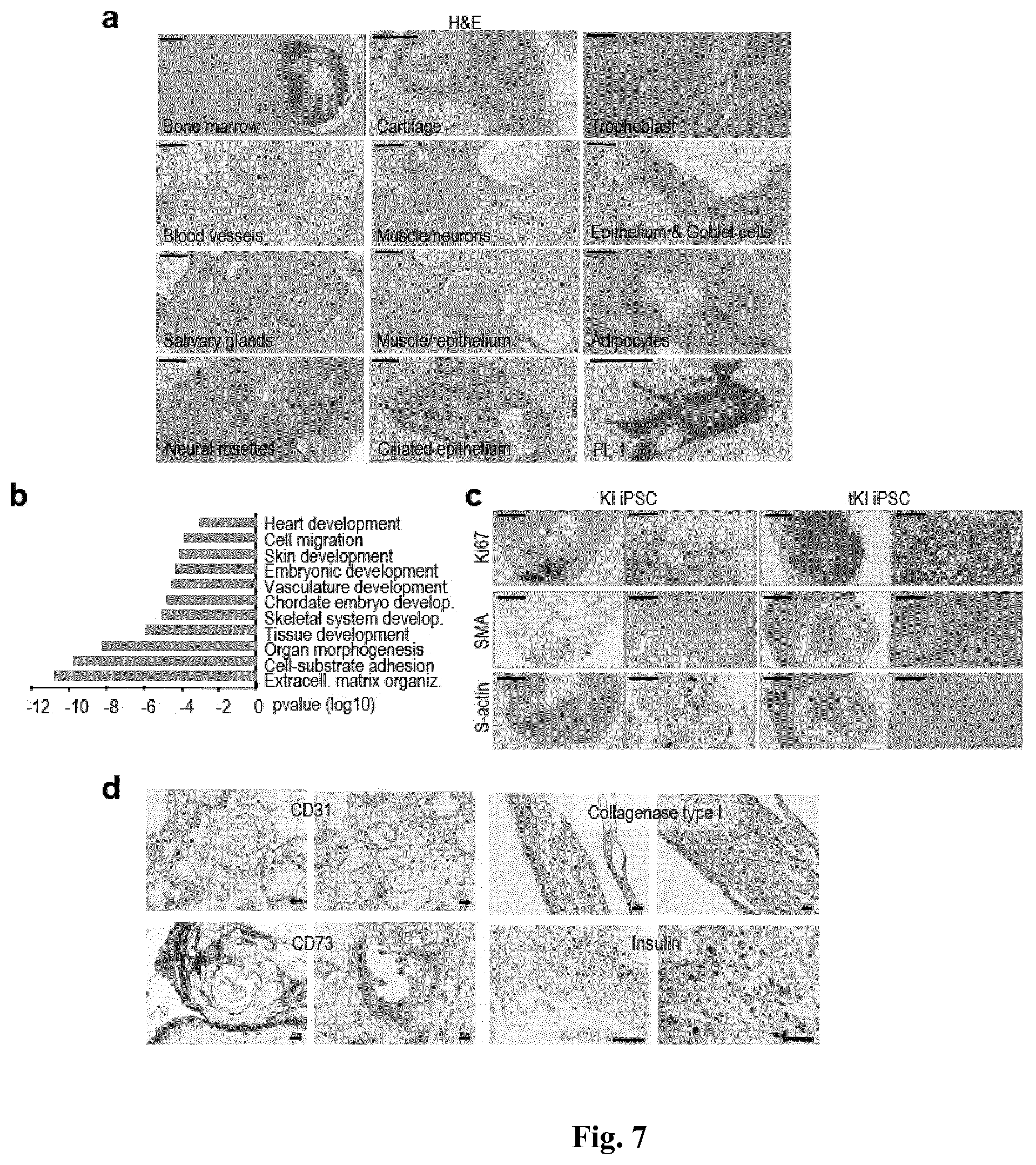 Patent US11814650 Figure 7 – Method for expanding stemness and differentiation potential of pluripotent cells