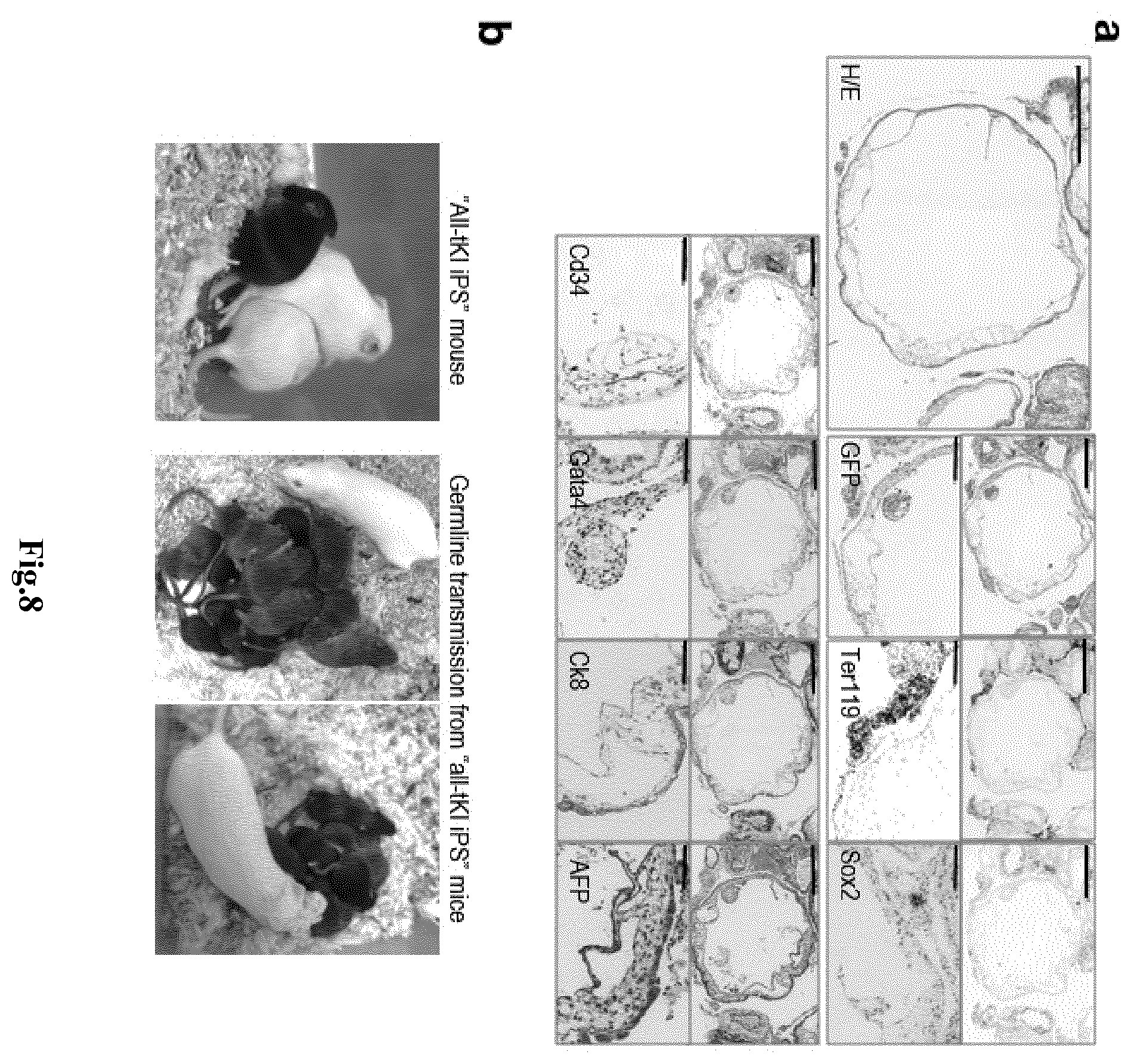 Patent US11814650 Figure 8 – Method for expanding stemness and differentiation potential of pluripotent cells