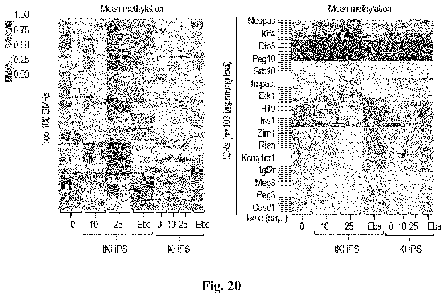 Patent US11814650 Figure 20 – Method for expanding stemness and differentiation potential of pluripotent cells