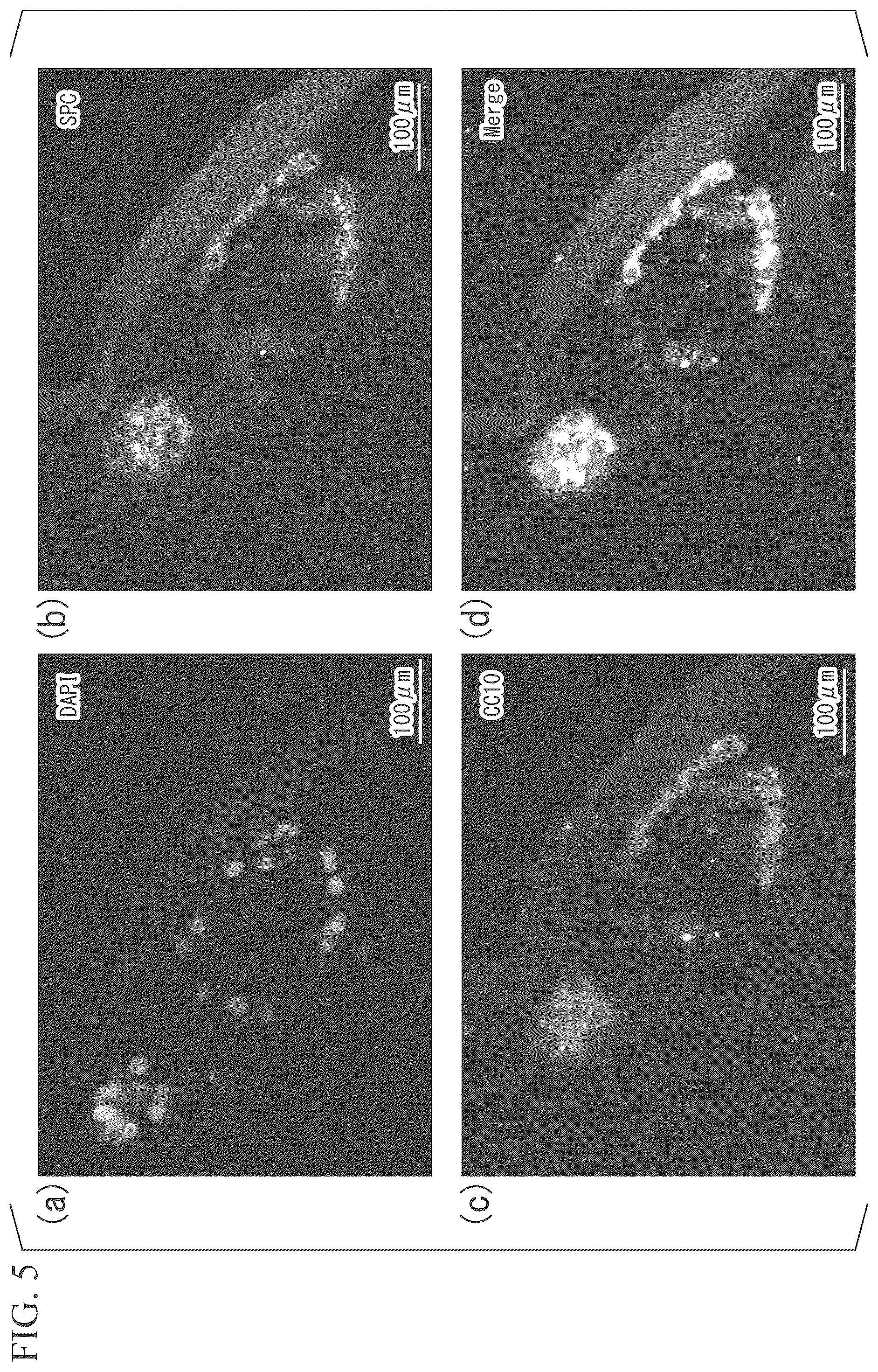 Patent US11814651 Figure 4 – Cell and utilization thereof