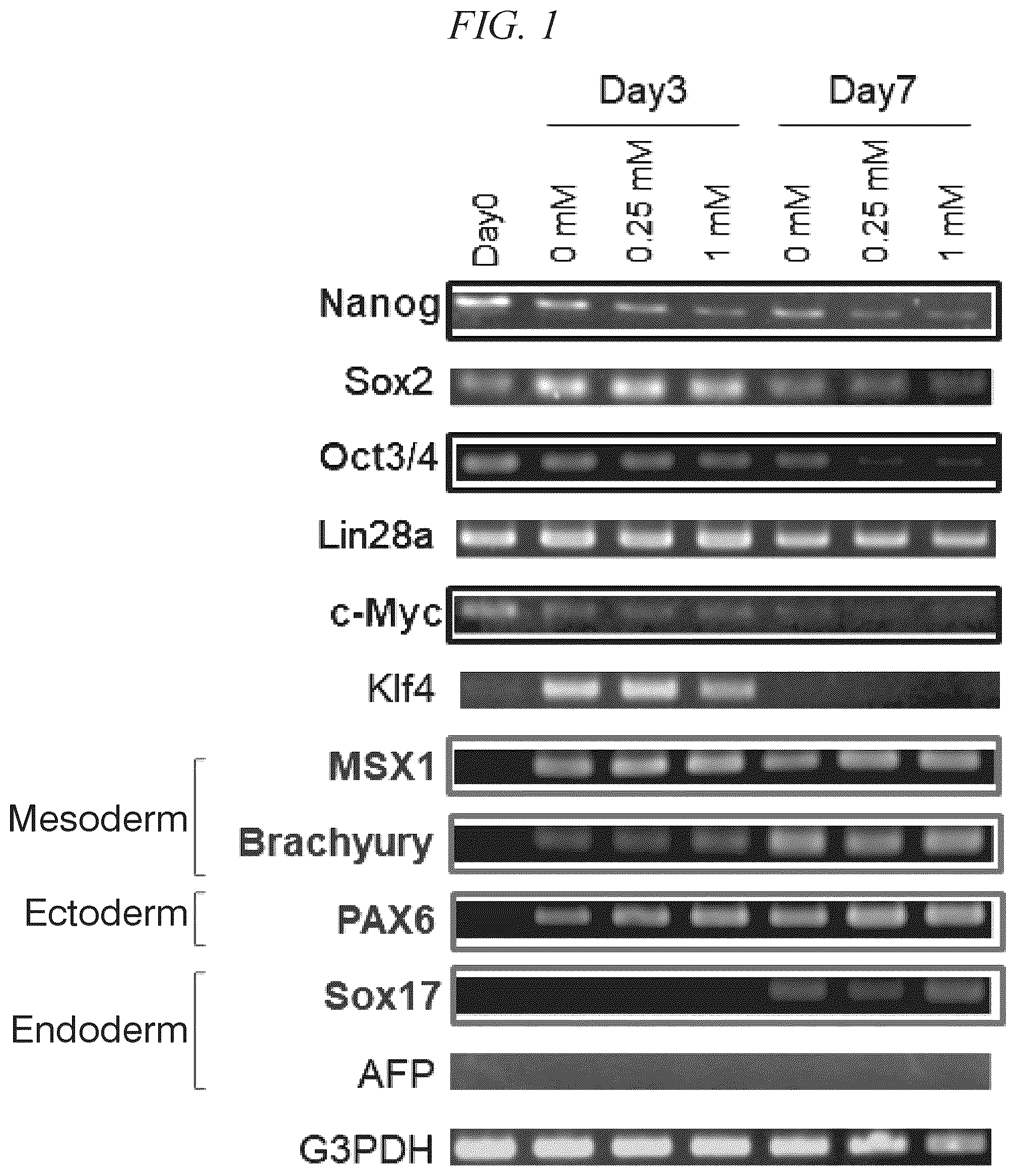 Patent US11814652 — Pluripotent stem cell differentiation-promoting agent — Figure 1