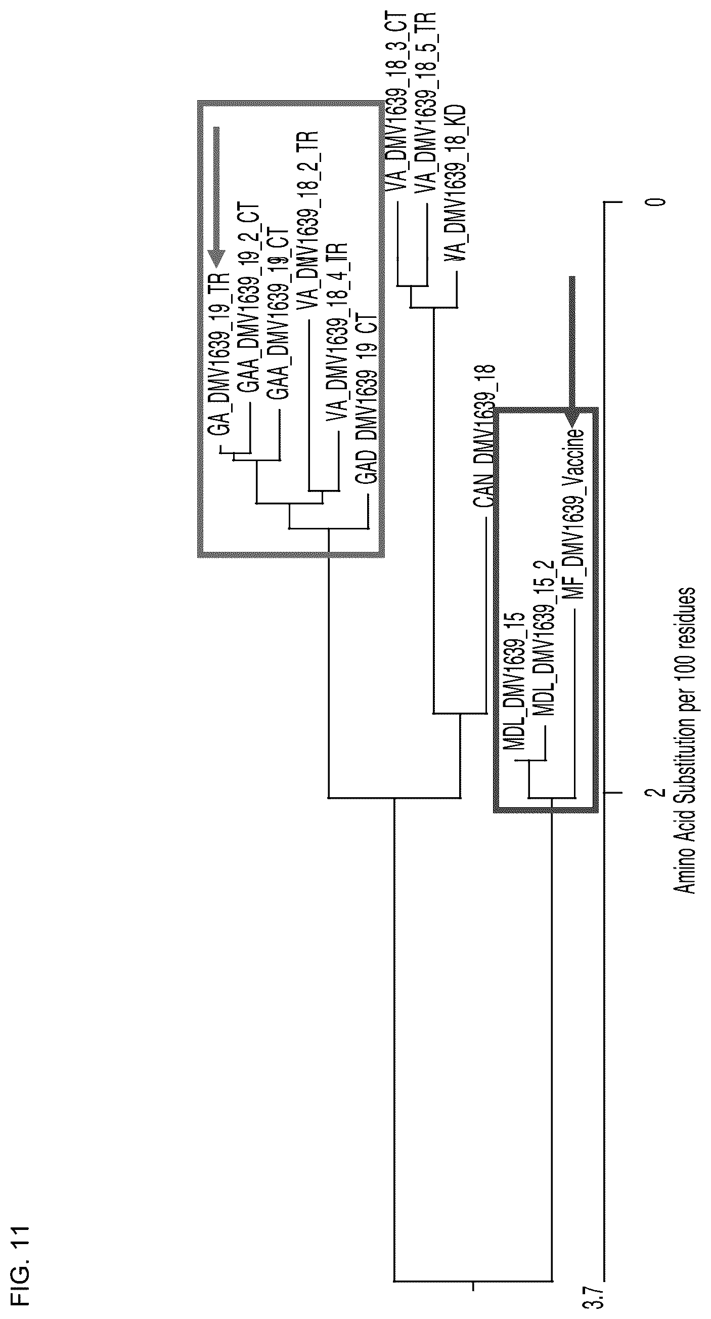 Patent US11814653 Figure 12 – Attenuated isolate of infectious bronchitis virus strain DMV1639