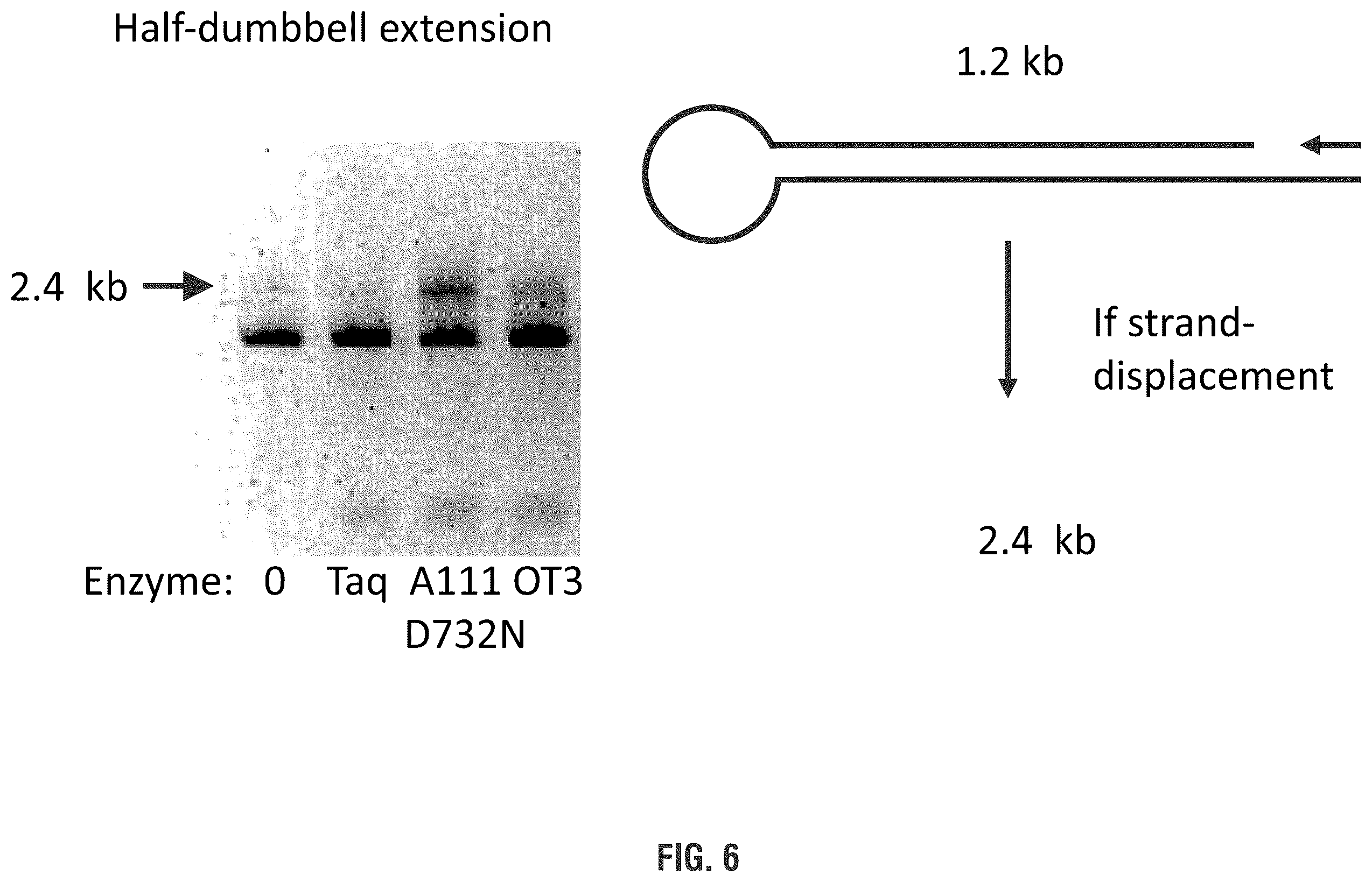 Patent US11814655 Figure 6 – Mutant polymerases and uses thereof