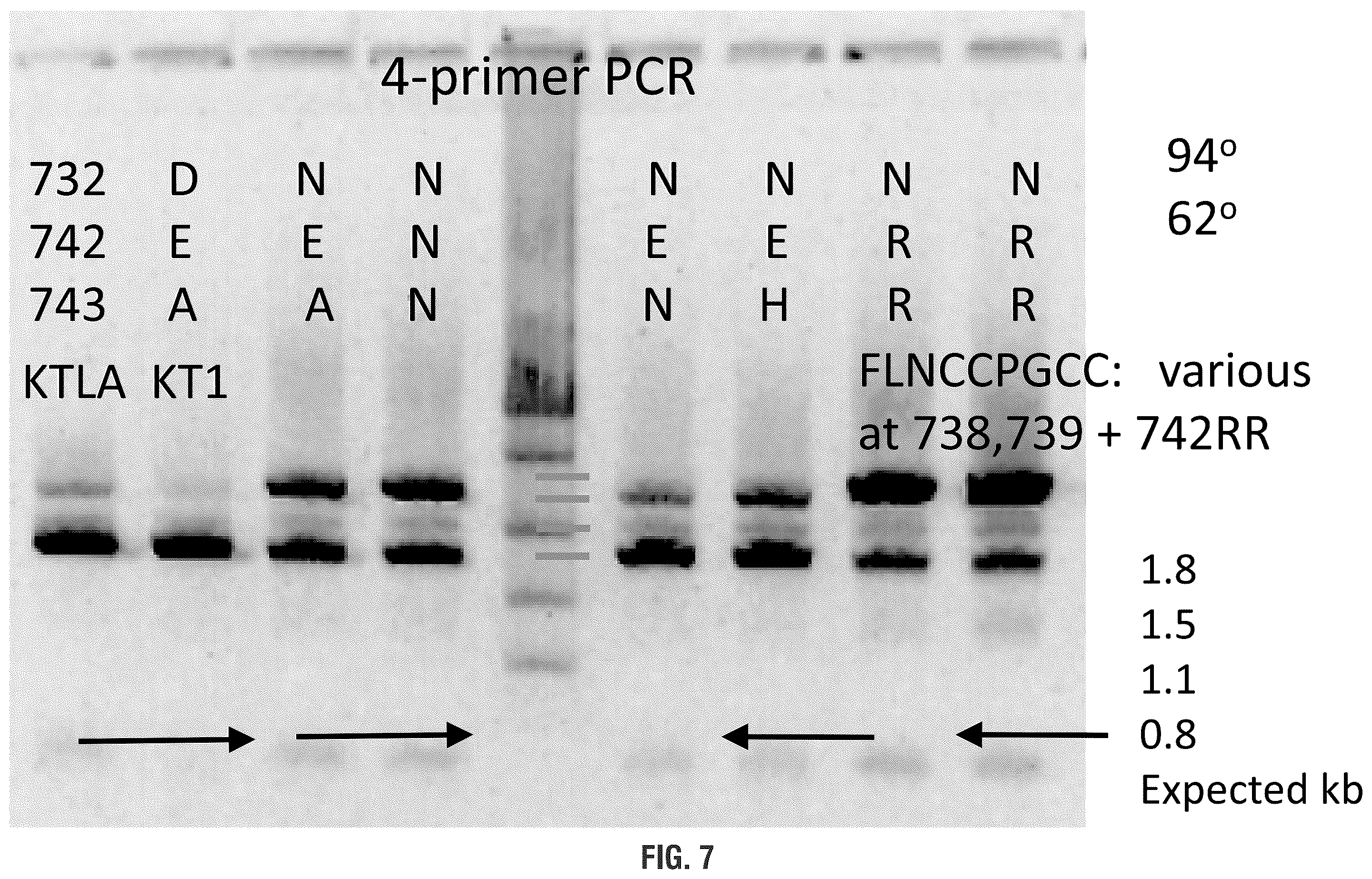 Patent US11814655 Figure 7 – Mutant polymerases and uses thereof
