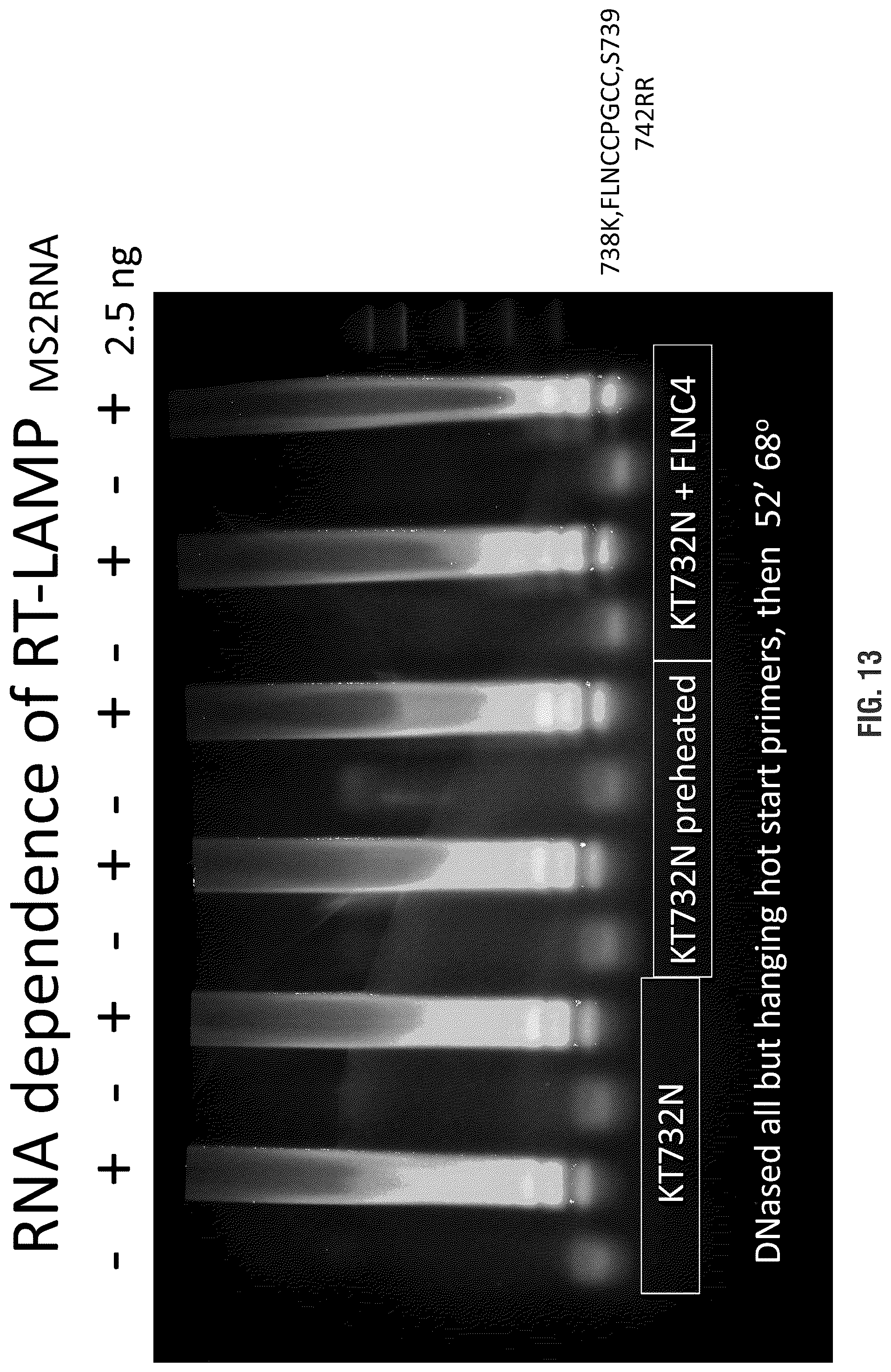 Patent US11814655 Figure 13 – Mutant polymerases and uses thereof