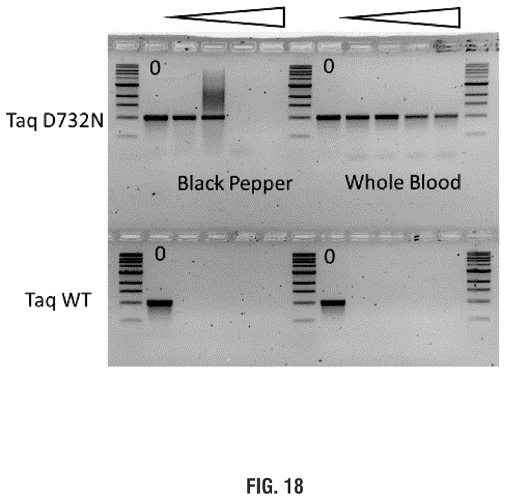 Patent US11814655 Figure 20 – Mutant polymerases and uses thereof
